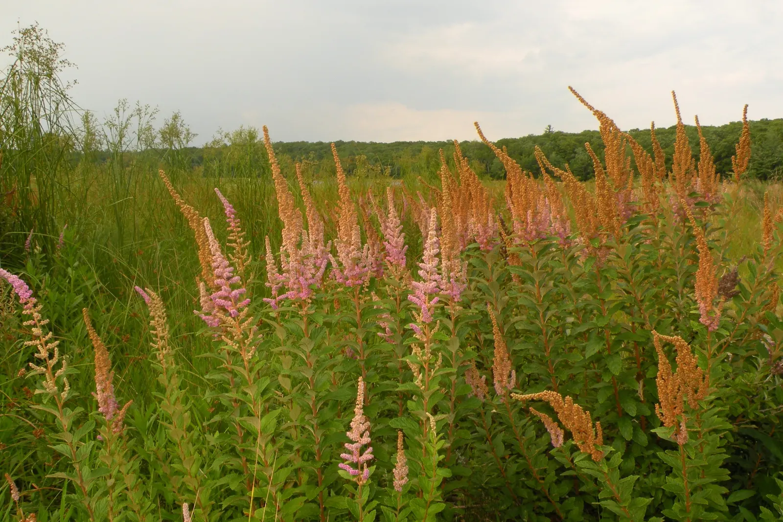 Steeplebush (Spiraea Tomentosa) — deep pink flowers in upright clusters; resembling miniature steeples