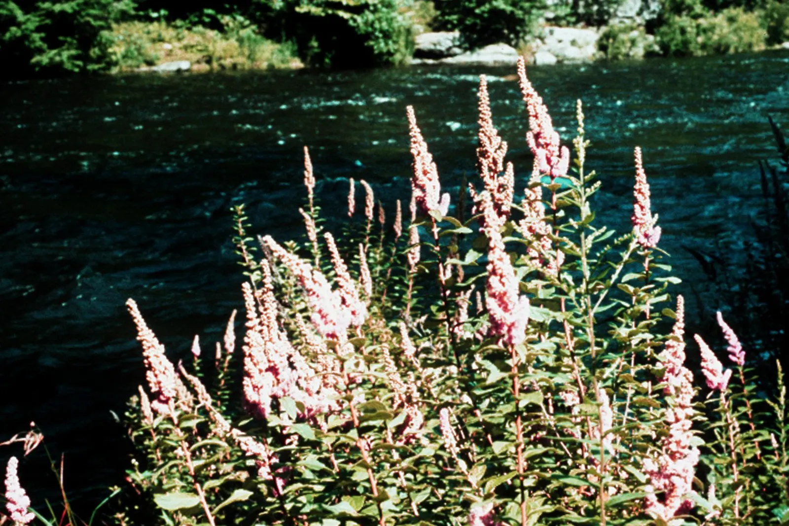 Steeplebush (Spiraea Tomentosa) — It reaches up to 4 feet high with a similar spread