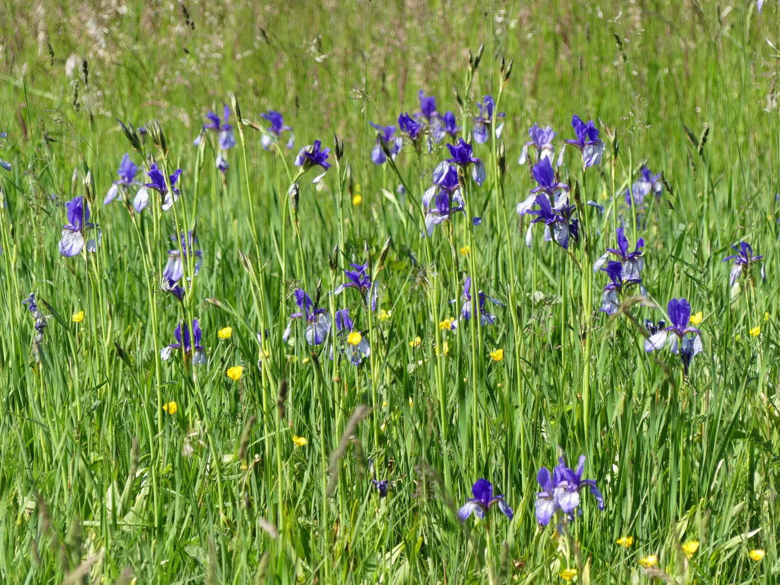 Siberian Iris (Iris Sibirica) — Iris sibirica should be planted in a location that receives full sun to part shade; this iris is hardy in USDA, image 133