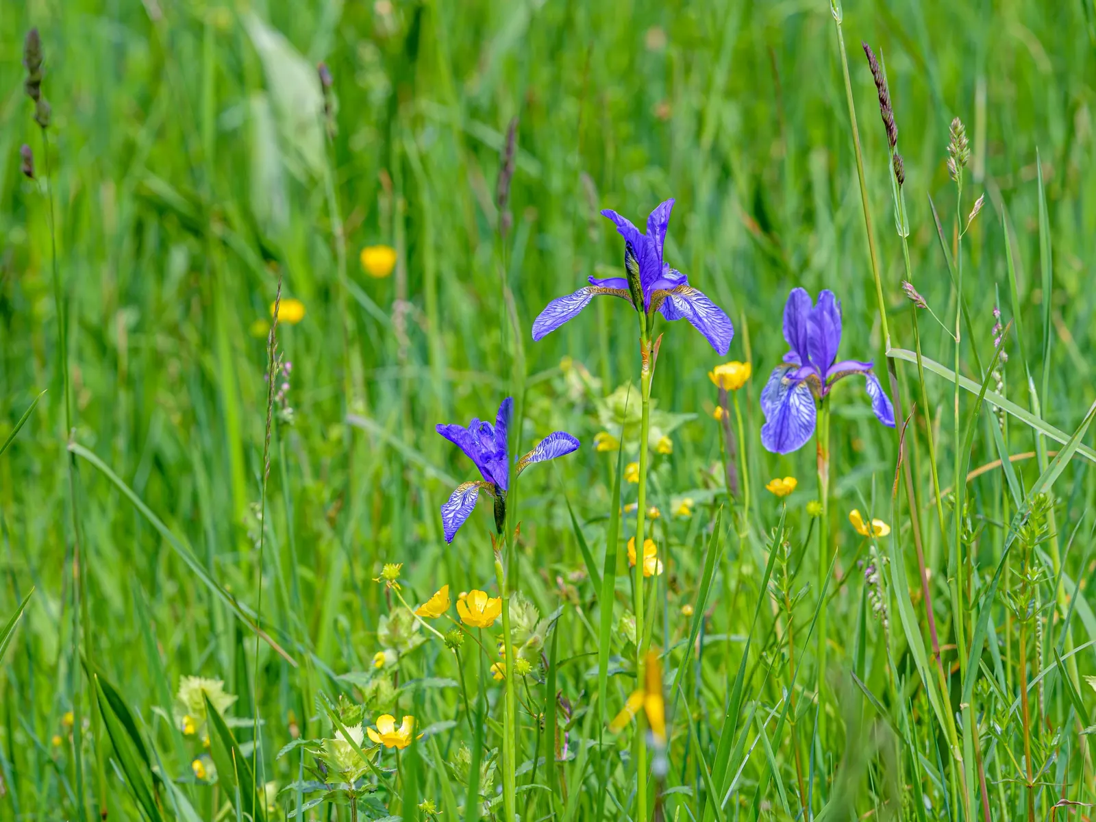 Siberian Iris (Iris Sibirica) — This elegant plant bears vibrant blue to purple flowers in late spring; it is also deer-resistant and draws in pollinators