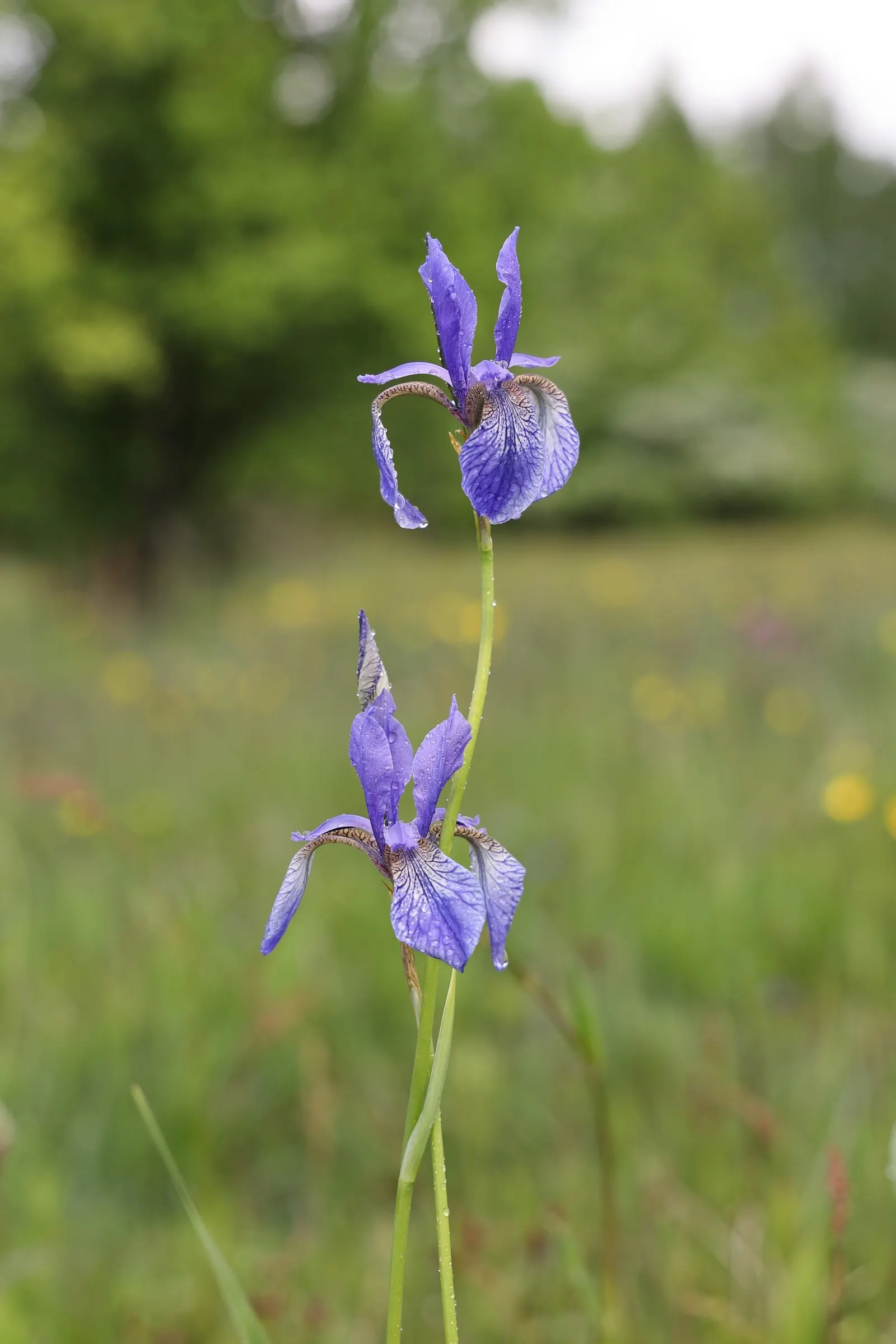 Siberian Iris (Iris Sibirica) — Its clumping habit and vertical silhouette offer striking texture to water features and borders; siberian Iris (Iris sibirica)
