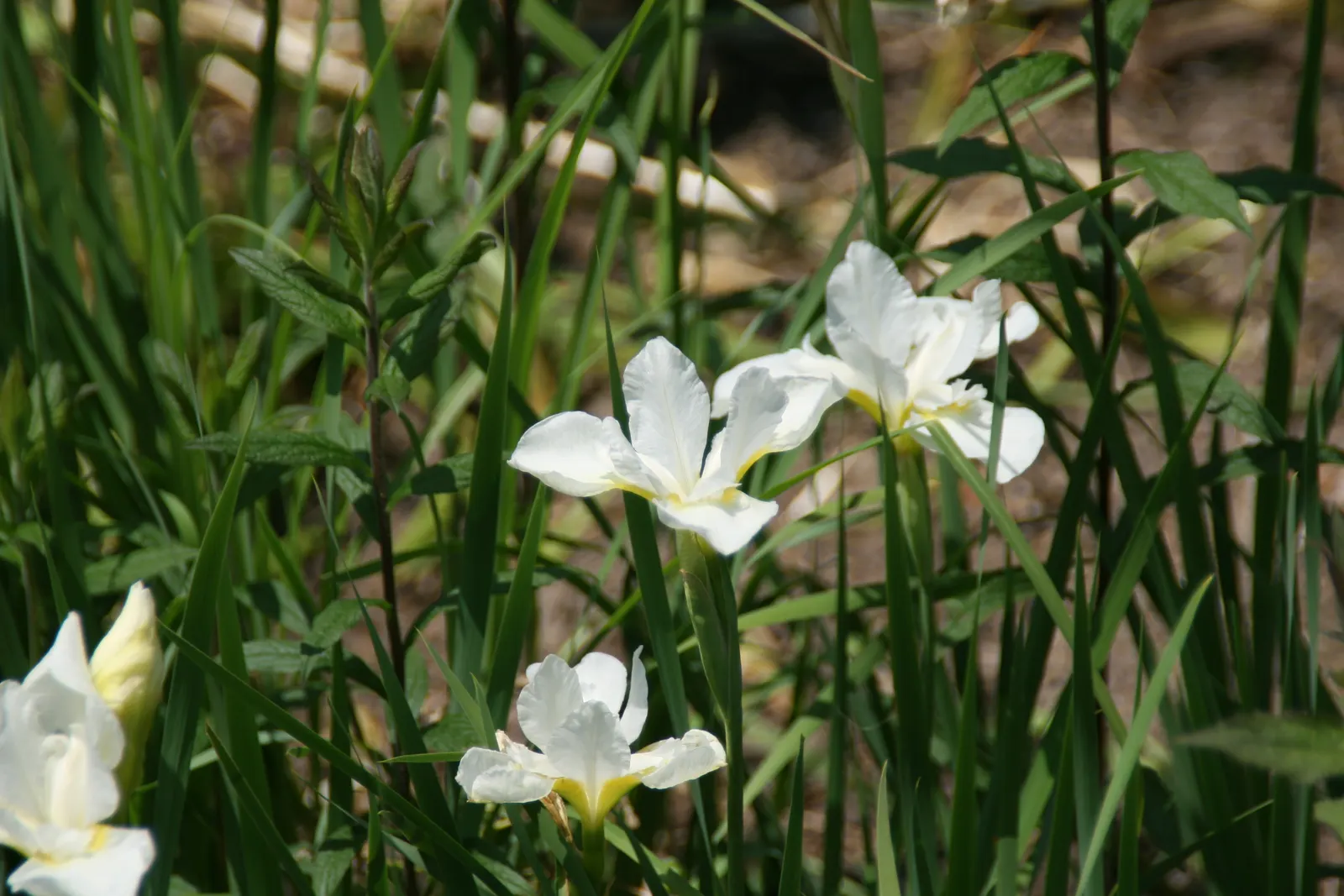Siberian Iris (Iris Sibirica) — consider mass plantings for a dramatic effect or singularly for subtle elegance; perennial for full or half