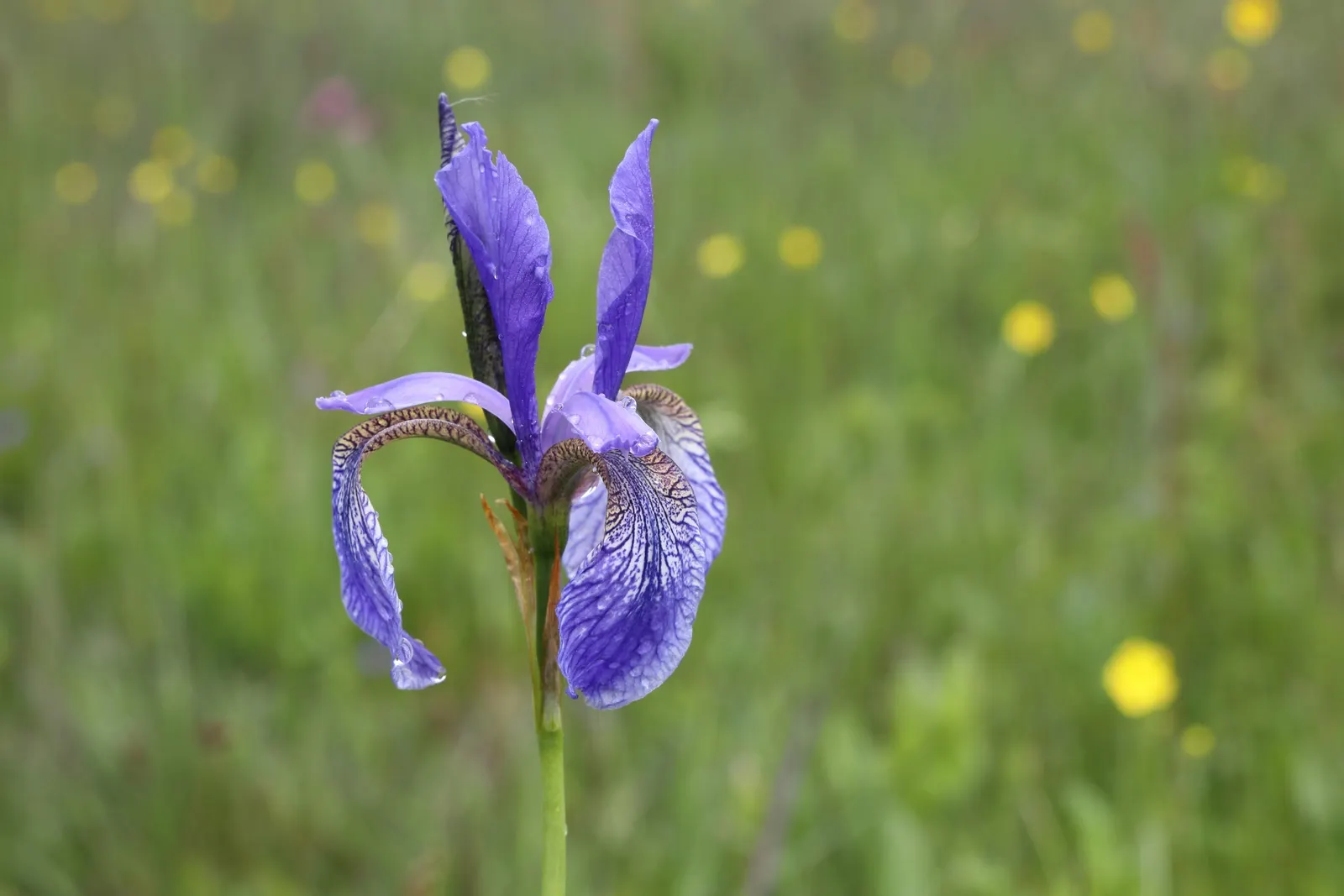 Siberian Iris (Iris Sibirica) — adding both a functional and enchanting element to the garden setting; the Siberian Iris produces several exquisite blooms per