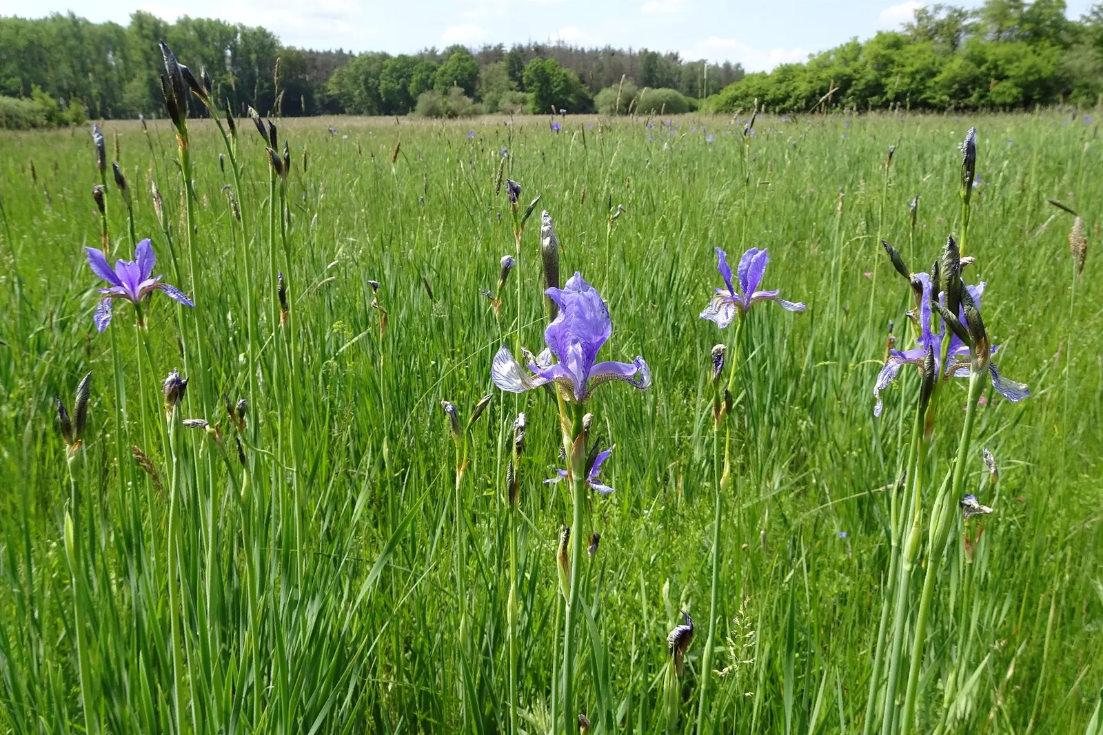 Siberian Iris (Iris Sibirica) — making it suitable for use in rain gardens or near water features; the Siberian Iris (Iris sibirica) is a, image 111