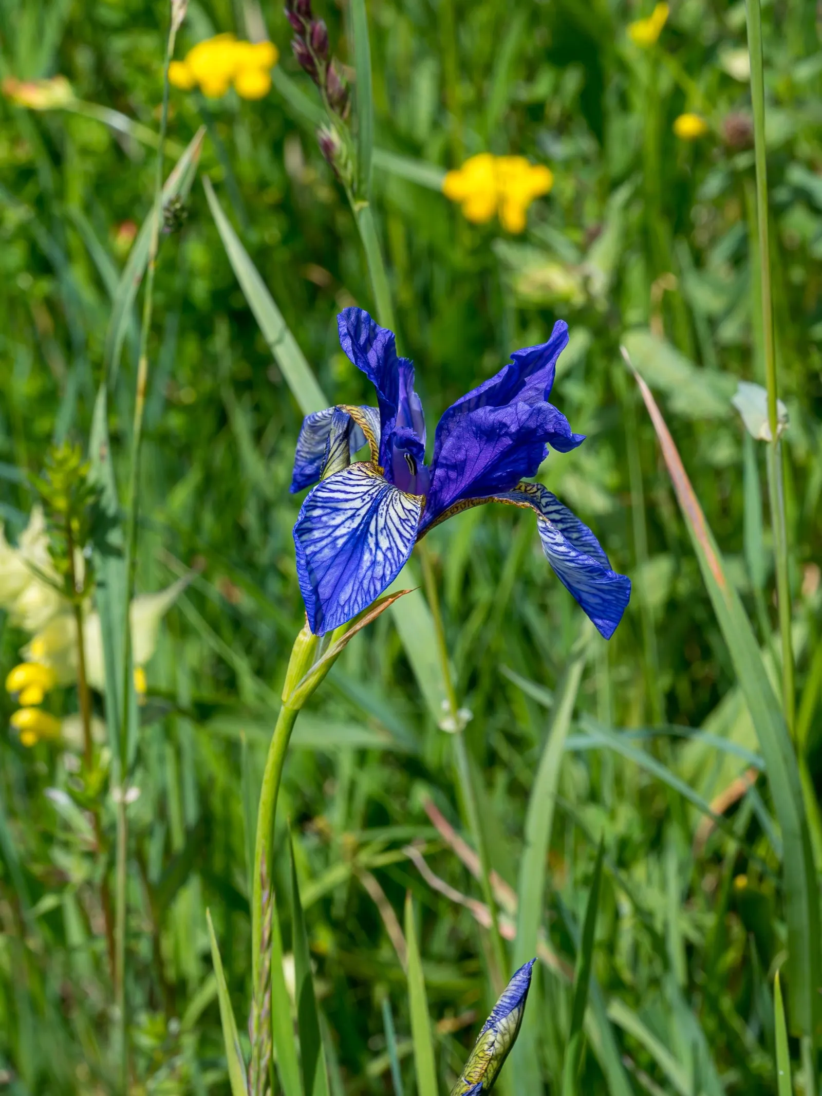 Siberian Iris (Iris Sibirica) — This iris is hardy in USDA zones 3 through 8; iris sibirica should be planted in a location that receives full sun to part shade