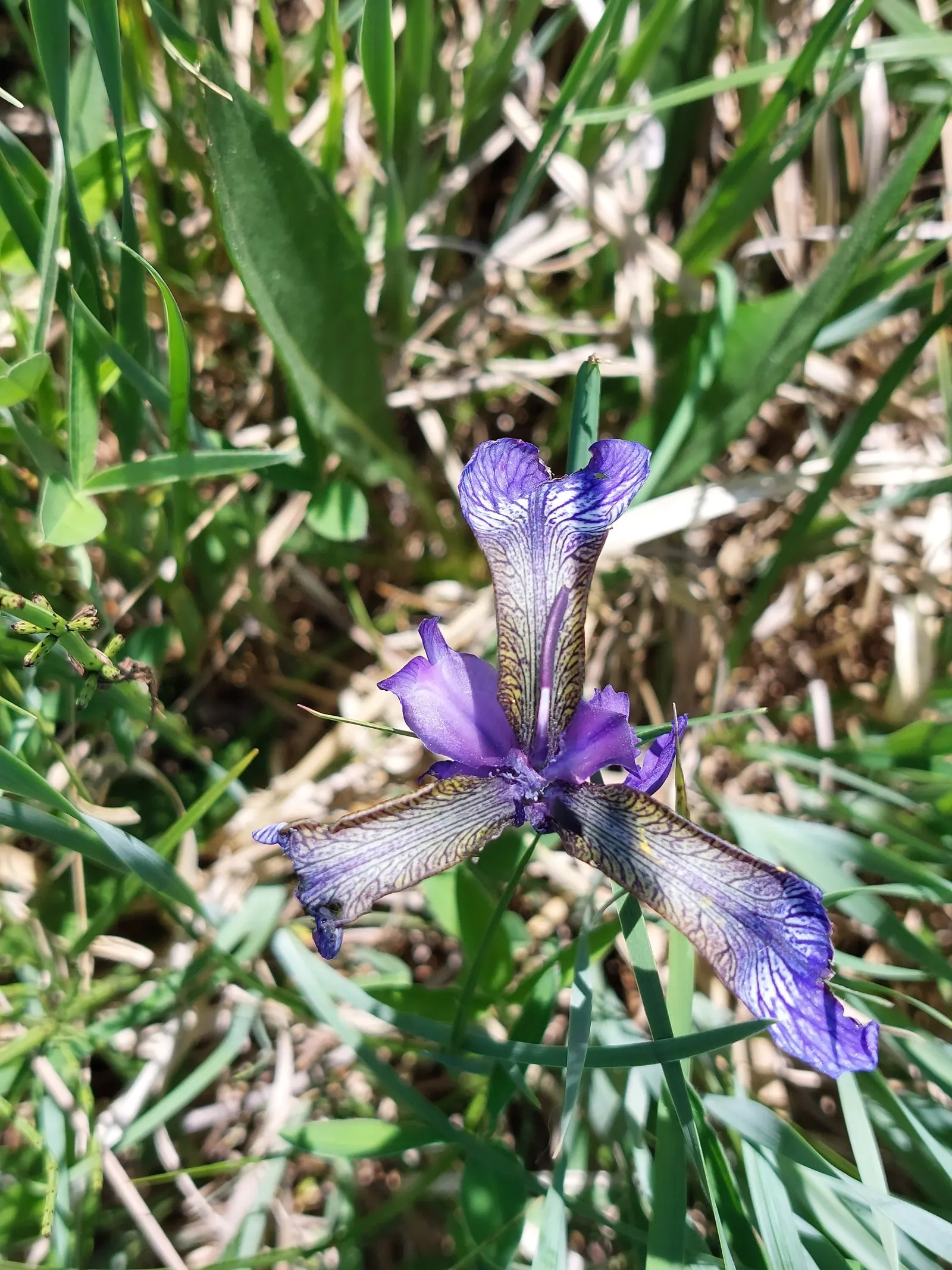 Siberian Iris (Iris Sibirica) — grass-like leaves and striking