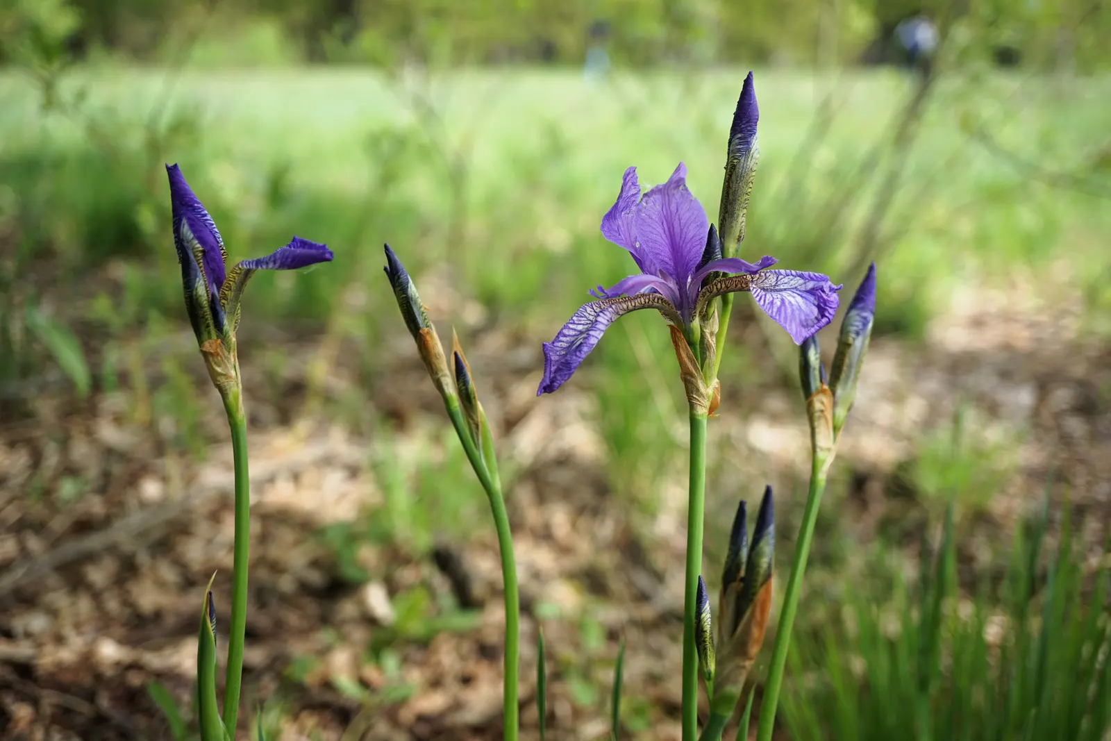 Siberian Iris (Iris Sibirica) — perennial for full or half; consider mass plantings for a dramatic effect or singularly for subtle elegance
