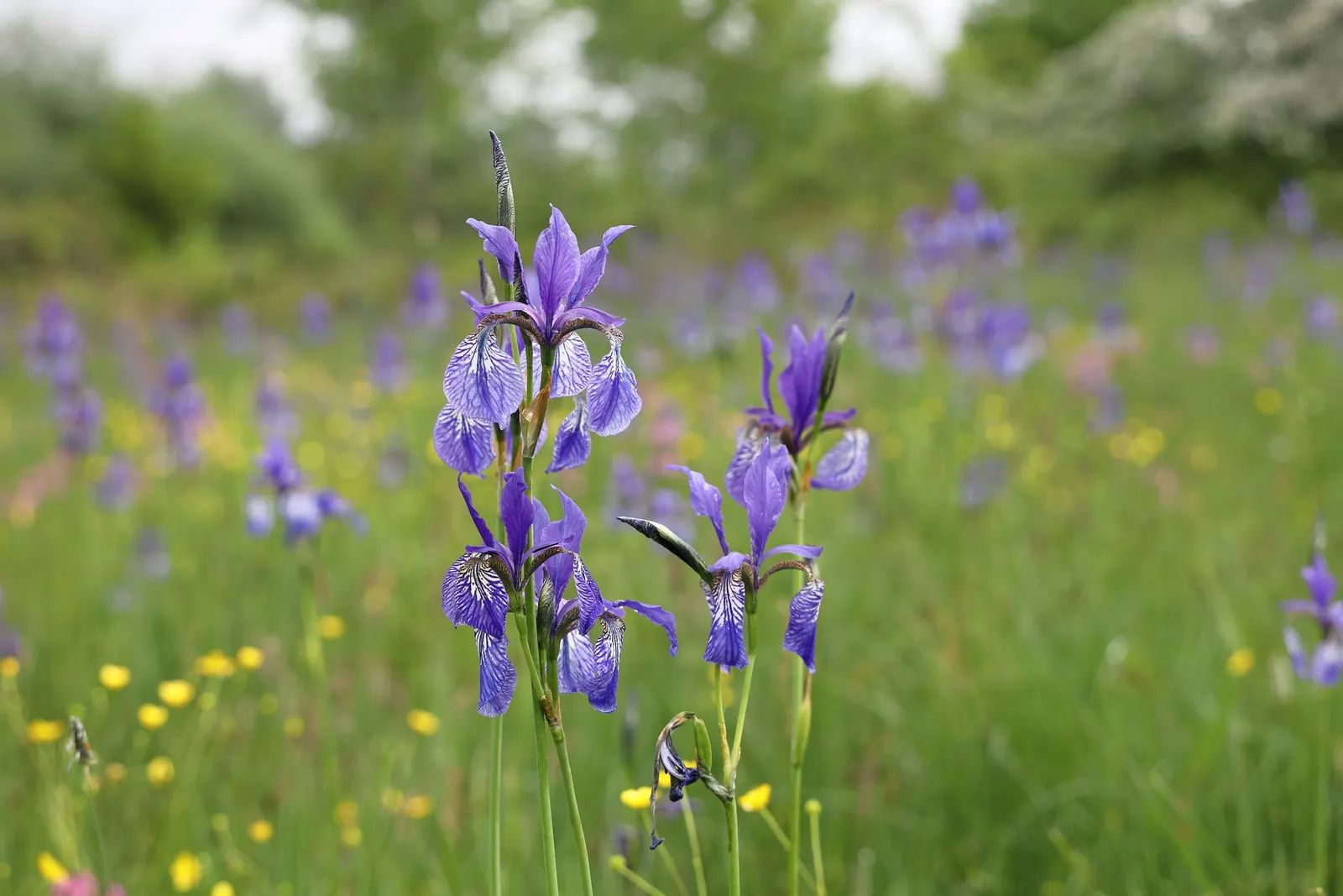Siberian Iris (Iris Sibirica) — The flowers can display a range of colors from deep purples and blues to softer pinks and whites; grass-like, image 59