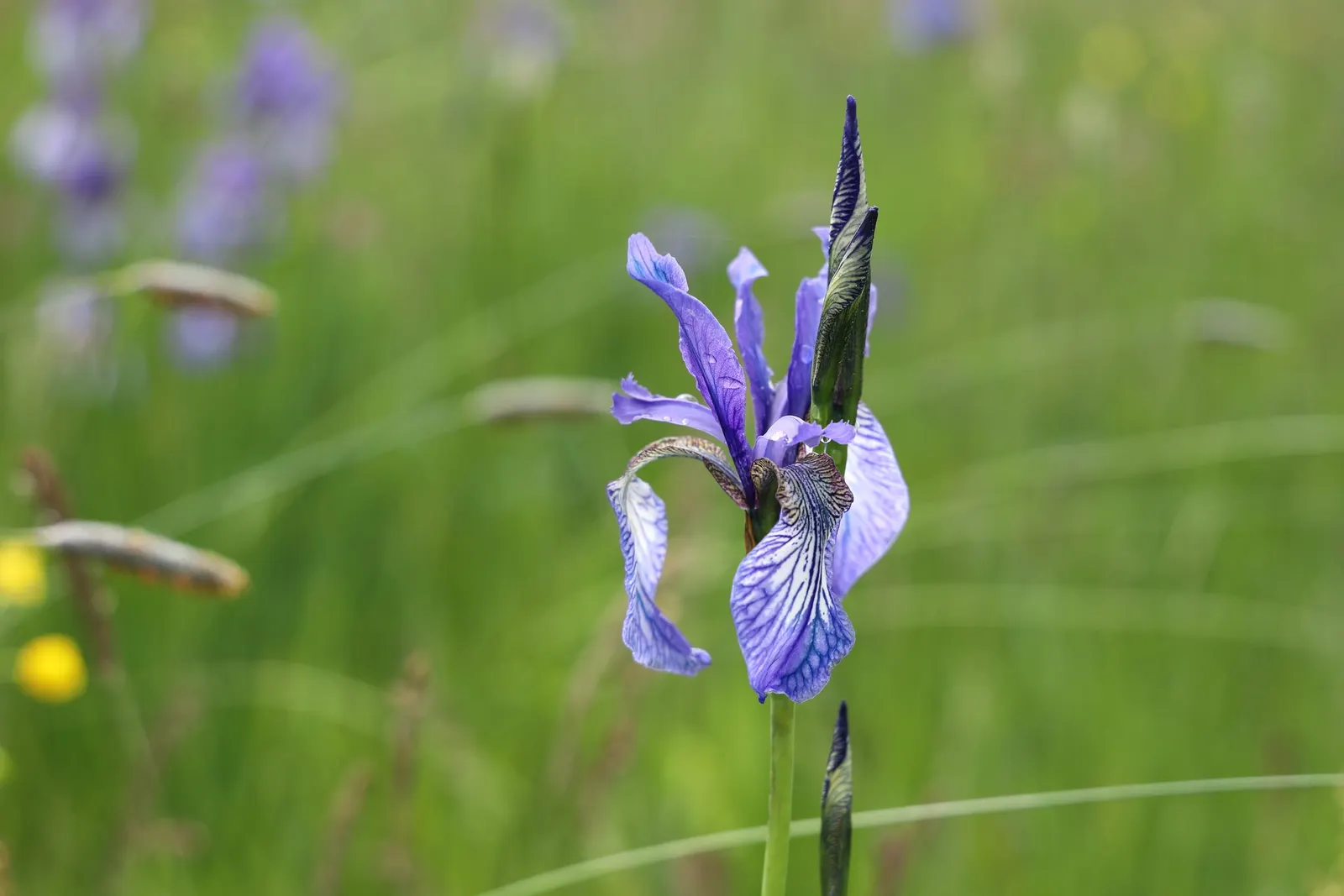 Siberian Iris (Iris Sibirica) — grass-like foliage reaching 2-3 feet in height with a spread of 1-2 feet