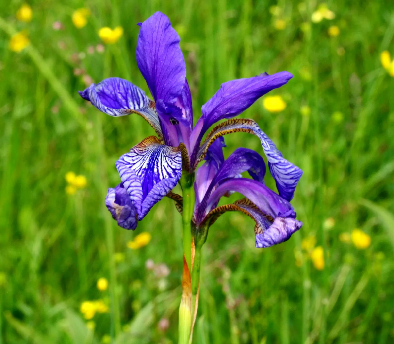 Siberian Iris (Iris Sibirica) — The flowers can display a range of colors from deep purples and blues to softer pinks and whites; grass-like, image 131
