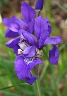 Siberian Iris (Iris Sibirica) — Siberian Iris (Iris sibirica) is a hardy perennial featuring slender