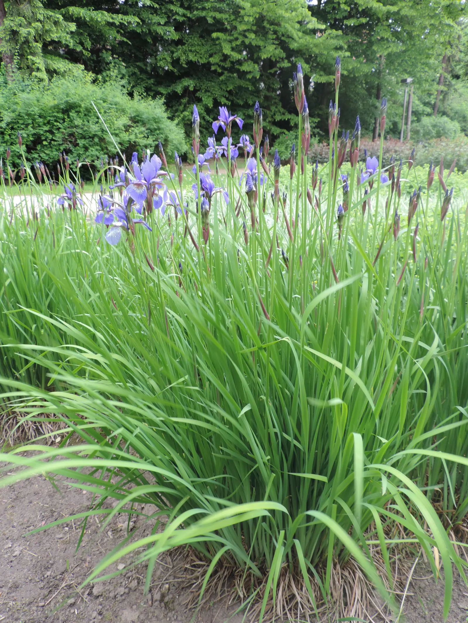 Siberian Iris (Iris Sibirica) — The Siberian Iris (Iris sibirica) is a captivating perennial that graces many gardens with its slender; making it, image 54
