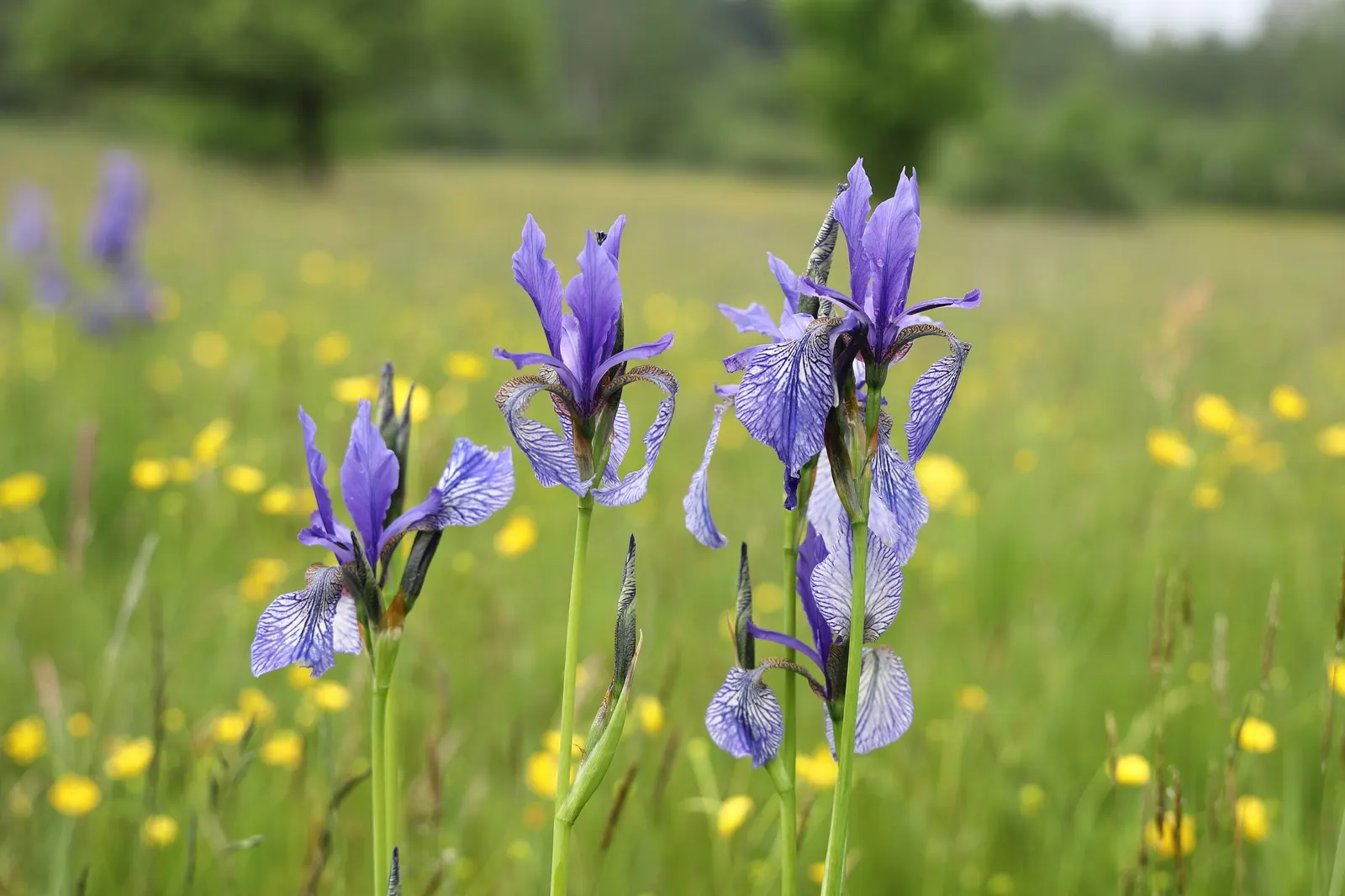 Siberian Iris (Iris Sibirica) — It is also deer-resistant and draws in pollinators; this elegant plant bears vibrant blue to purple flowers in late, image 114