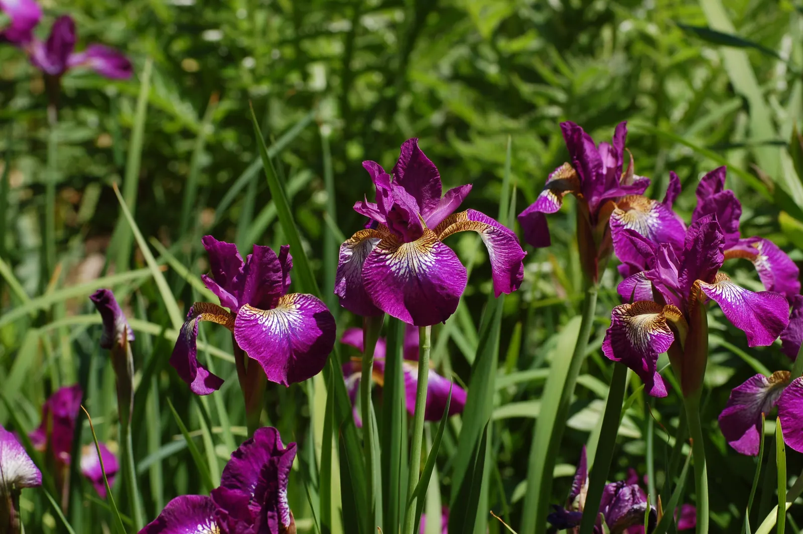 Siberian Iris (Iris Sibirica) — The flowers can display a range of colors from deep purples and blues to softer pinks and whites; grass-like foliage reaching