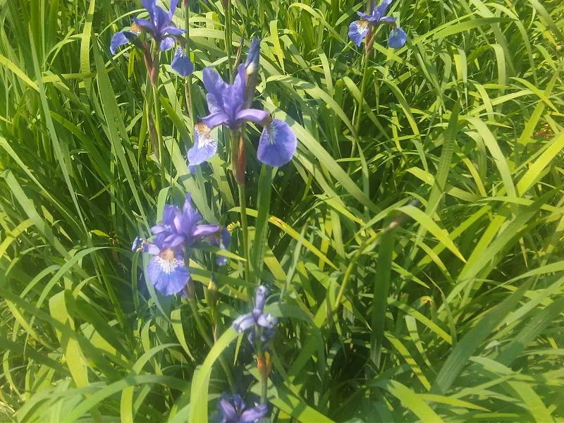 Siberian Iris (Iris Sibirica) — It is also deer-resistant and draws in pollinators; this elegant plant bears vibrant blue to purple flowers in late, image 66