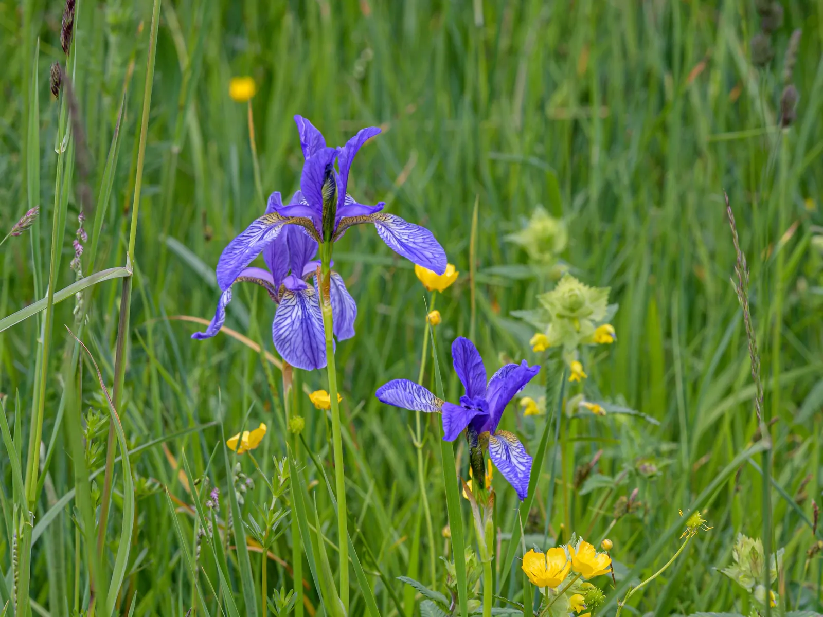 Siberian Iris (Iris Sibirica) — This iris is hardy in USDA zones 3 through 8