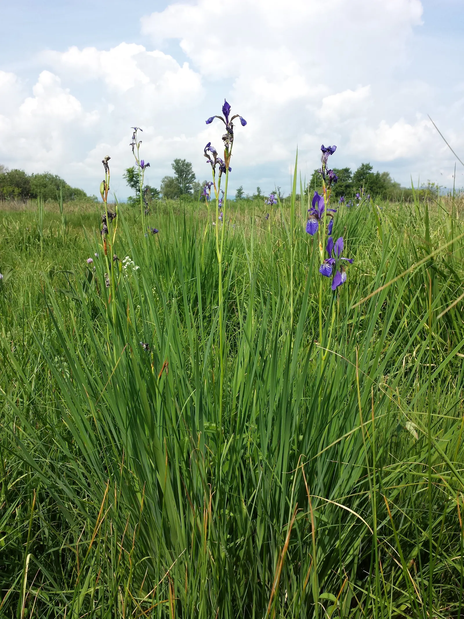 Siberian Iris (Iris Sibirica) — respectively - that are characteristic of irises.<br><br>For optimal growth