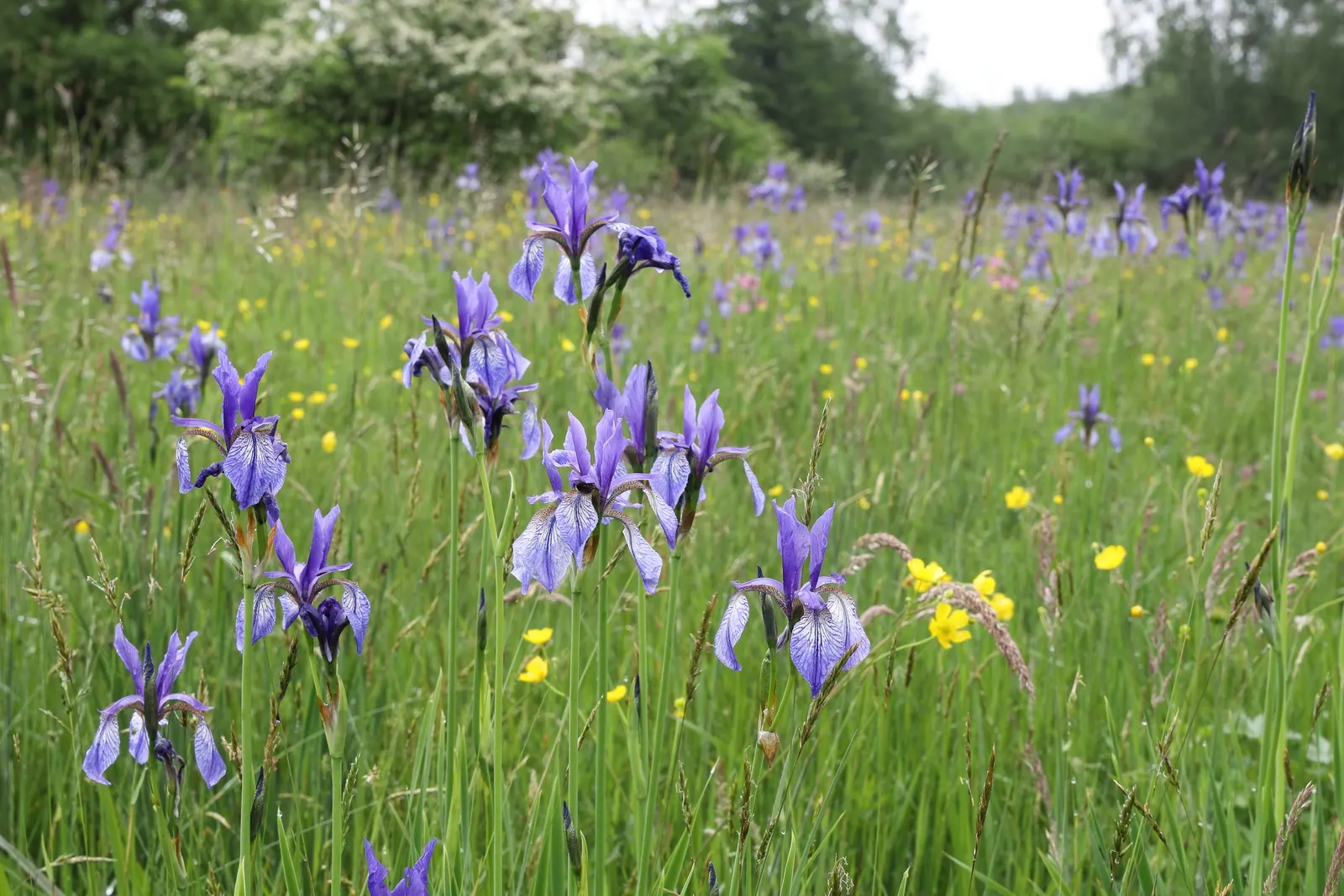 Siberian Iris (Iris Sibirica) — requiring minimal care once established; when incorporating Iris sibirica into a landscape plan, image 89