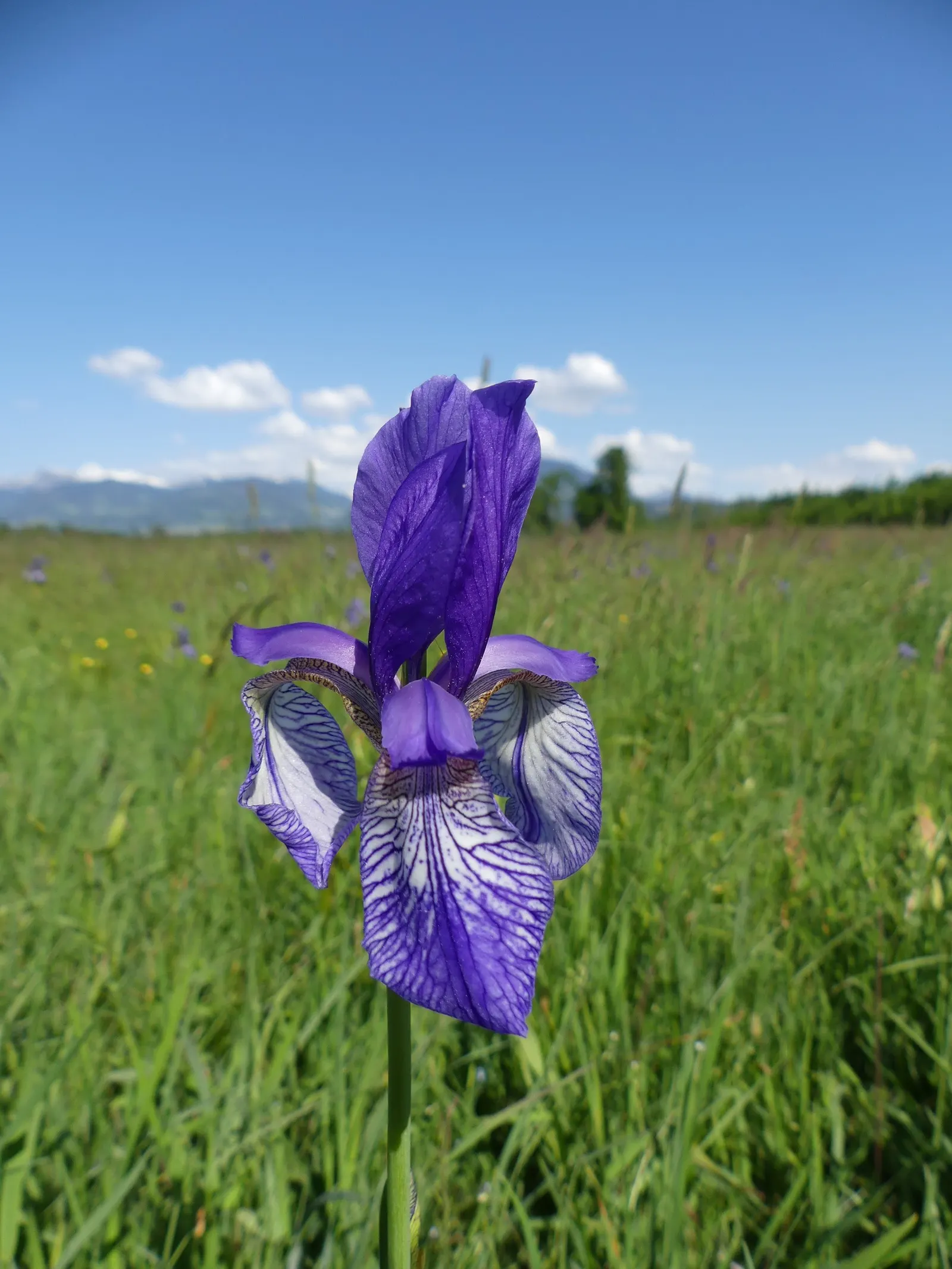 Siberian Iris (Iris Sibirica) — blue and multi-colored and violet flowers in the garden; grass-like leaves and striking, image 70