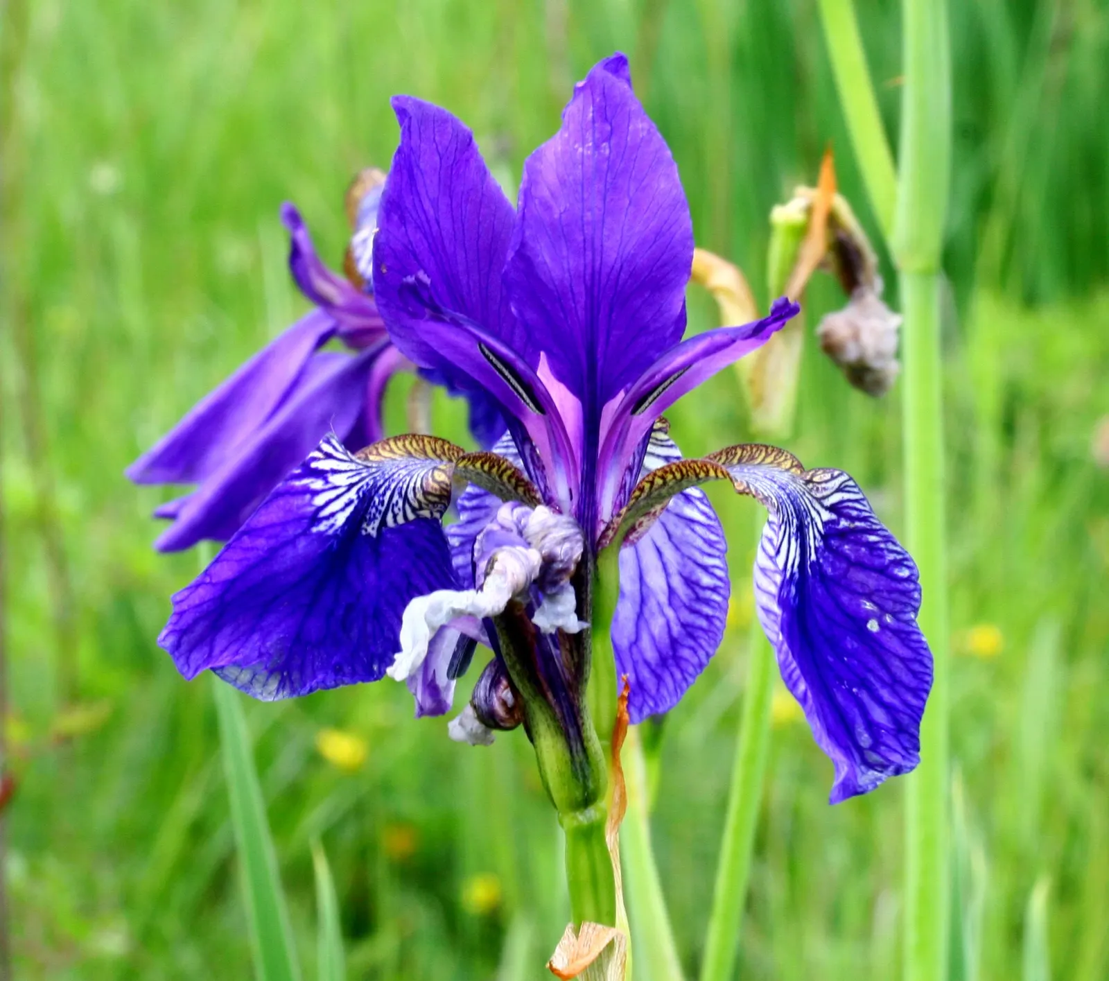 Siberian Iris (Iris Sibirica) — Its clumping habit and vertical silhouette offer striking texture to water features and borders