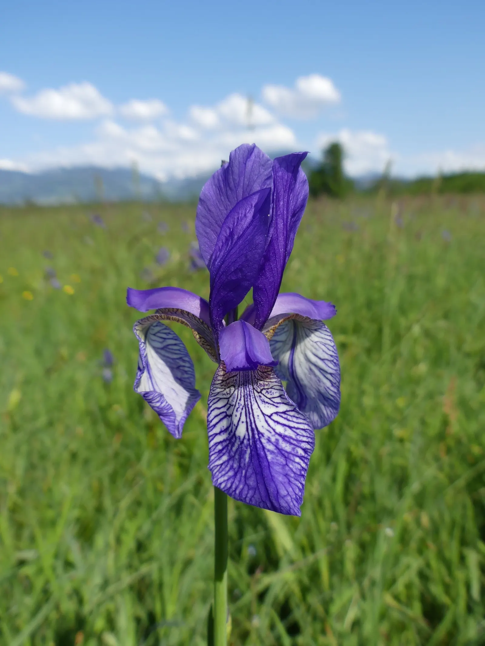 Siberian Iris (Iris Sibirica) — the Siberian Iris produces several exquisite blooms per stalk; adding both a functional and enchanting element to, image 106
