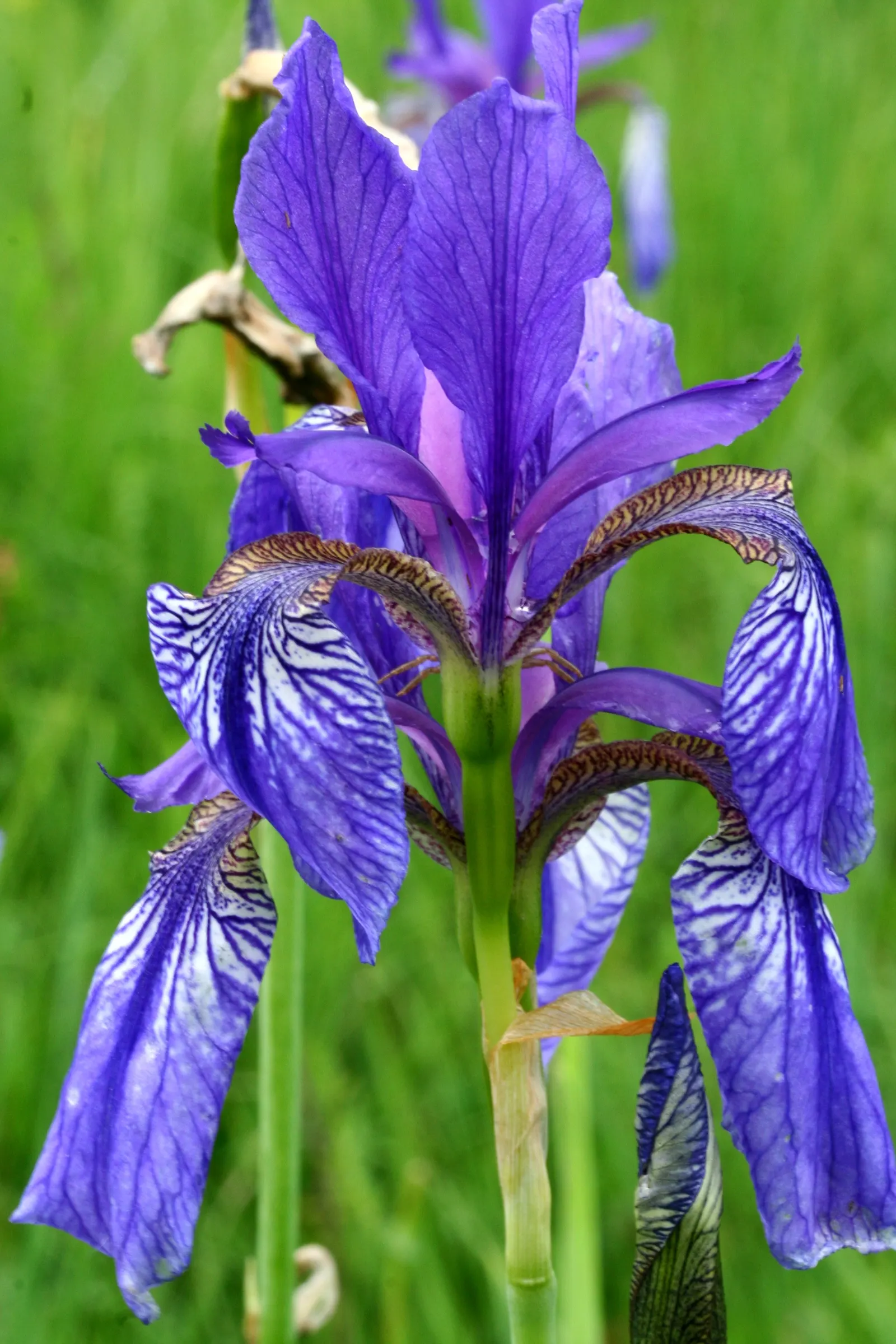 Siberian Iris (Iris Sibirica) — Its clumping habit and vertical silhouette offer striking texture to water features and borders; siberian Iris, image 124