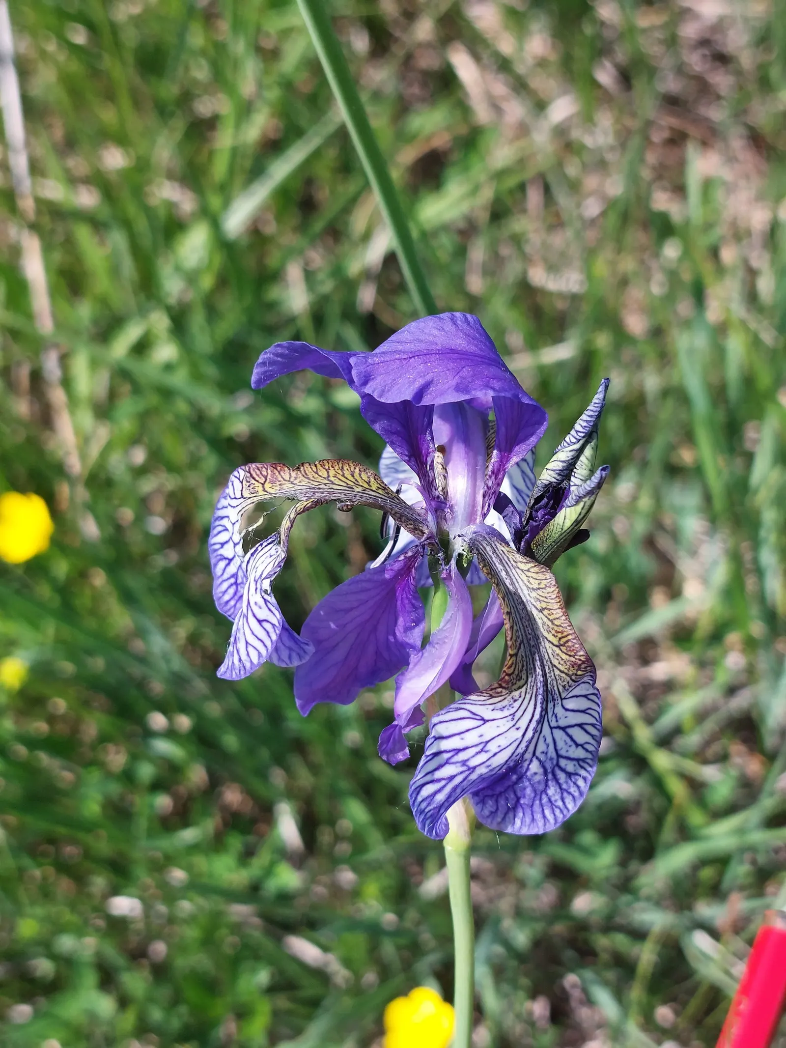 Siberian Iris (Iris Sibirica) — grass-like foliage reaching 2-3 feet in height with a spread of 1-2 feet; the flowers can display a range of colors, image 50