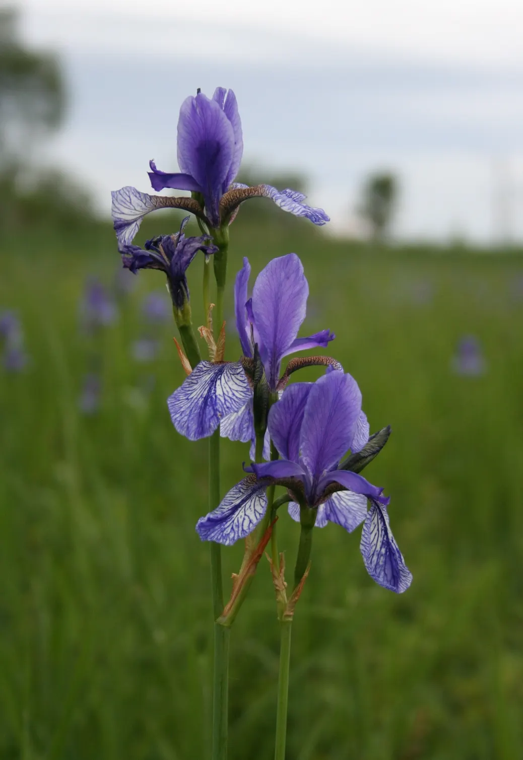 Siberian Iris (Iris Sibirica) — respectively - that are characteristic of irises.<br><br>For optimal growth; this elegant iris adds vertical interest to any