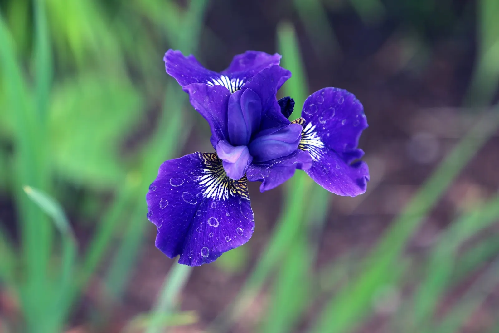 Siberian Iris (Iris Sibirica) — blue and multi-colored and violet flowers in the garden; grass-like leaves and striking, image 118