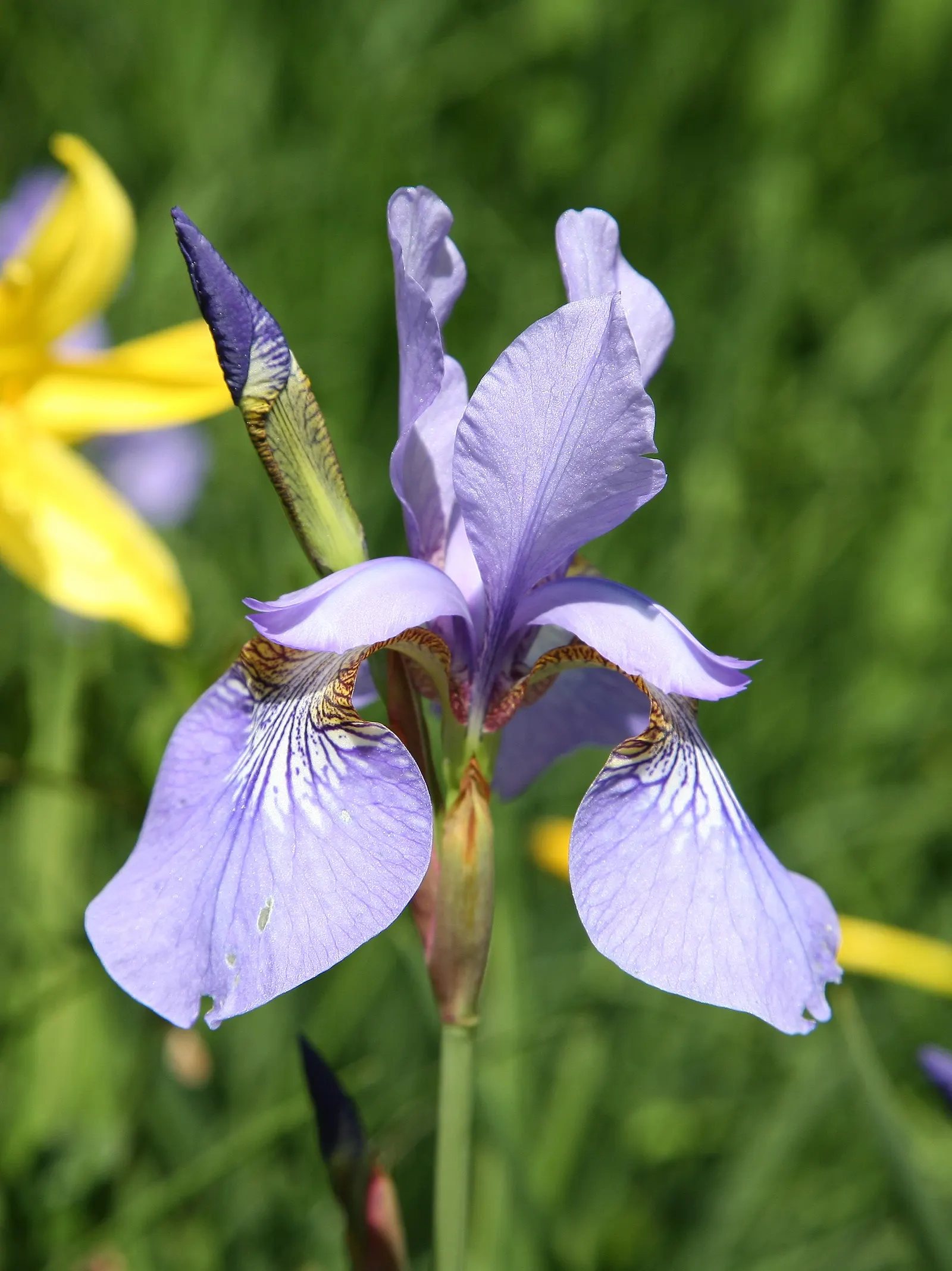 Siberian Iris (Iris Sibirica) — The flowers can display a range of colors from deep purples and blues to softer pinks and whites; grass-like, image 107