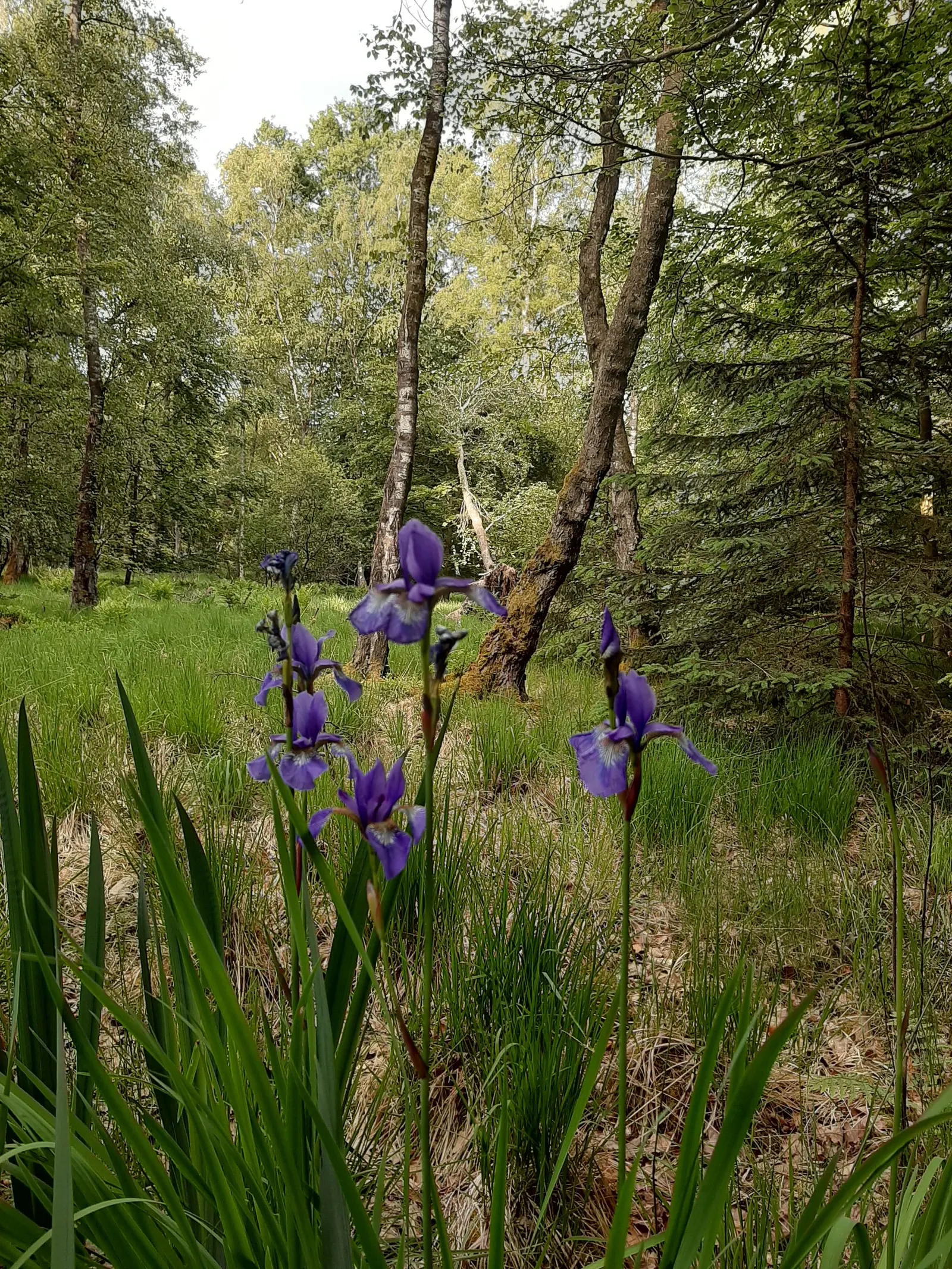 Siberian Iris (Iris Sibirica) — making it suitable for use in rain gardens or near water features; the Siberian Iris (Iris sibirica) is a, image 63