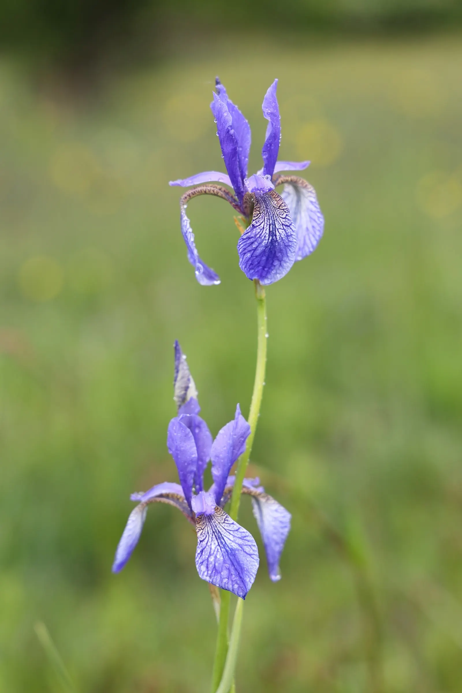 Siberian Iris (Iris Sibirica) — the Siberian Iris produces several exquisite blooms per stalk; adding both a functional and enchanting element to the garden