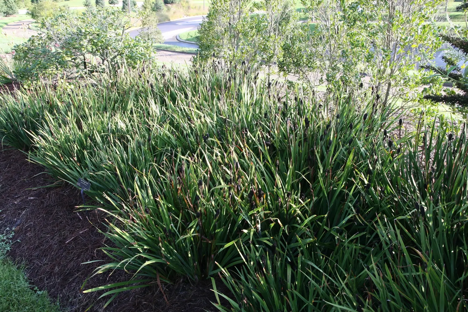 Siberian Iris (Iris Sibirica) — The Siberian Iris (Iris sibirica) is a captivating perennial that graces many gardens with its slender; making it, image 78