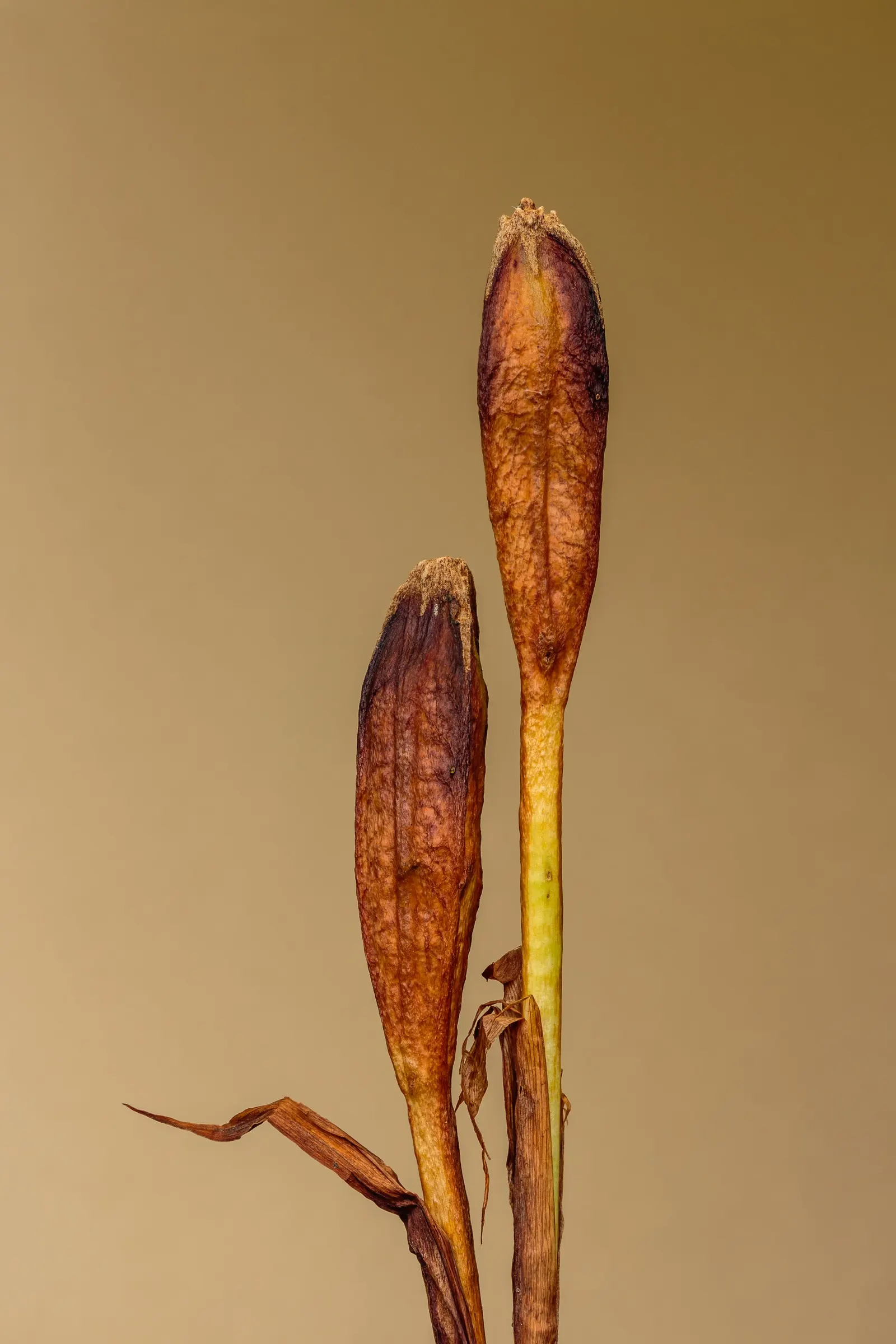 Siberian Iris (Iris Sibirica) — requiring minimal care once established; when incorporating Iris sibirica into a landscape plan, image 65
