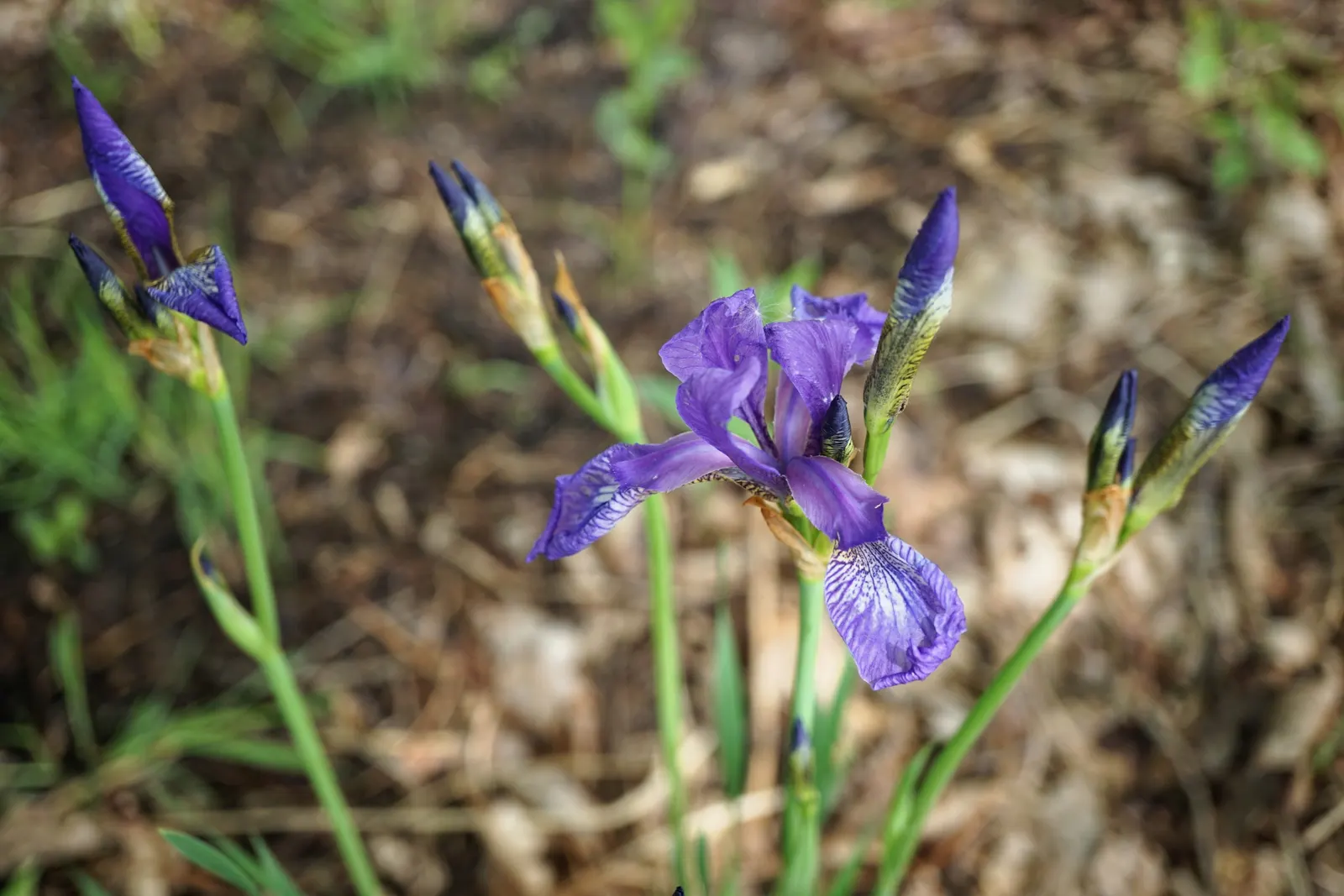 Siberian Iris (Iris Sibirica) — It is also deer-resistant and draws in pollinators; this elegant plant bears vibrant blue to purple flowers in late spring