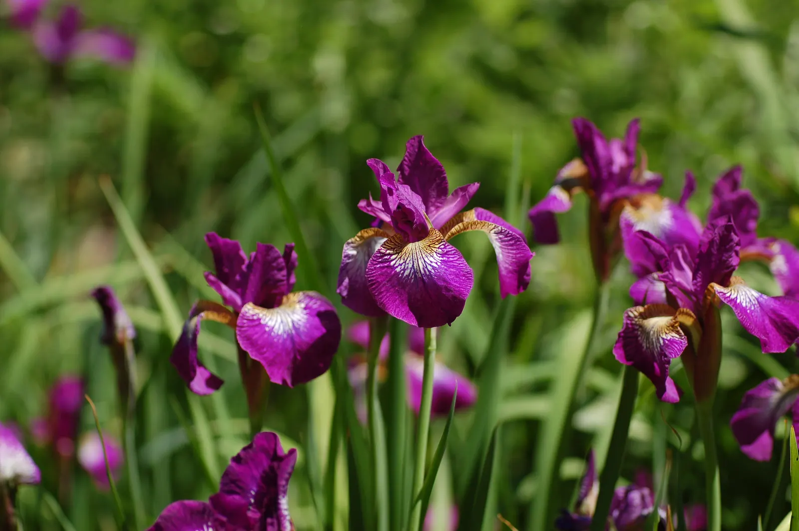 Siberian Iris (Iris Sibirica) — Its clumping habit and vertical silhouette offer striking texture to water features and borders; siberian Iris, image 52