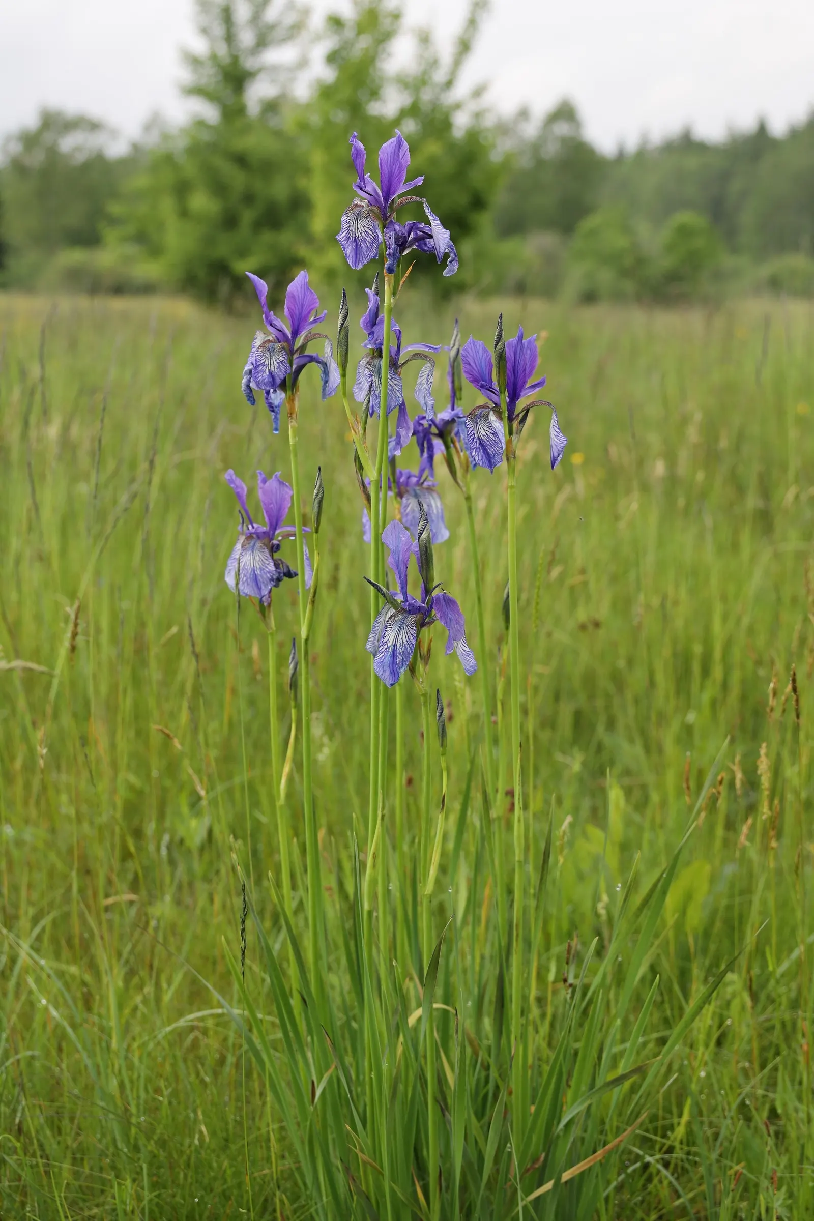 Siberian Iris (Iris Sibirica) — the Siberian Iris produces several exquisite blooms per stalk; adding both a functional and enchanting element to, image 82
