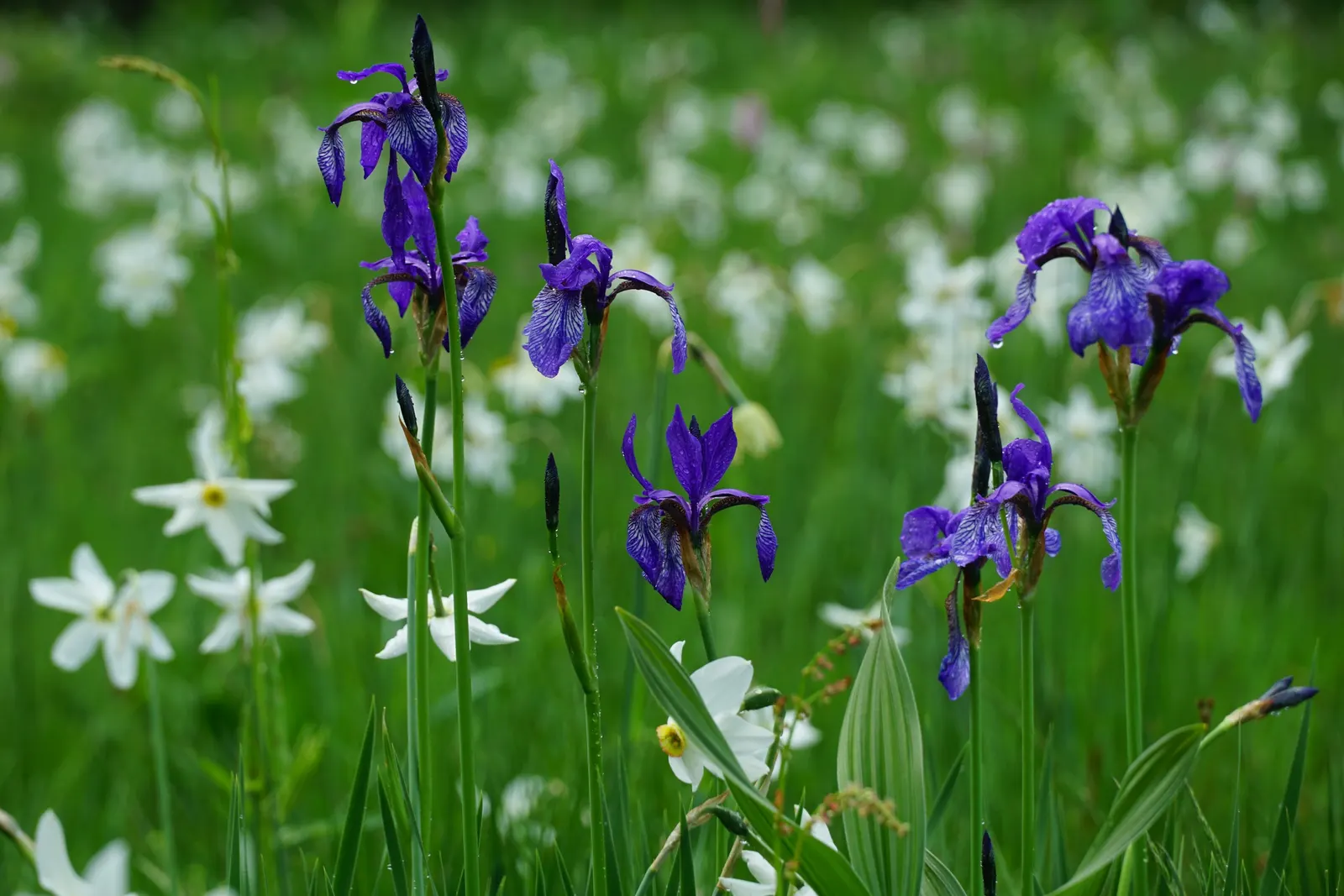 Siberian Iris (Iris Sibirica) — This elegant plant bears vibrant blue to purple flowers in late spring
