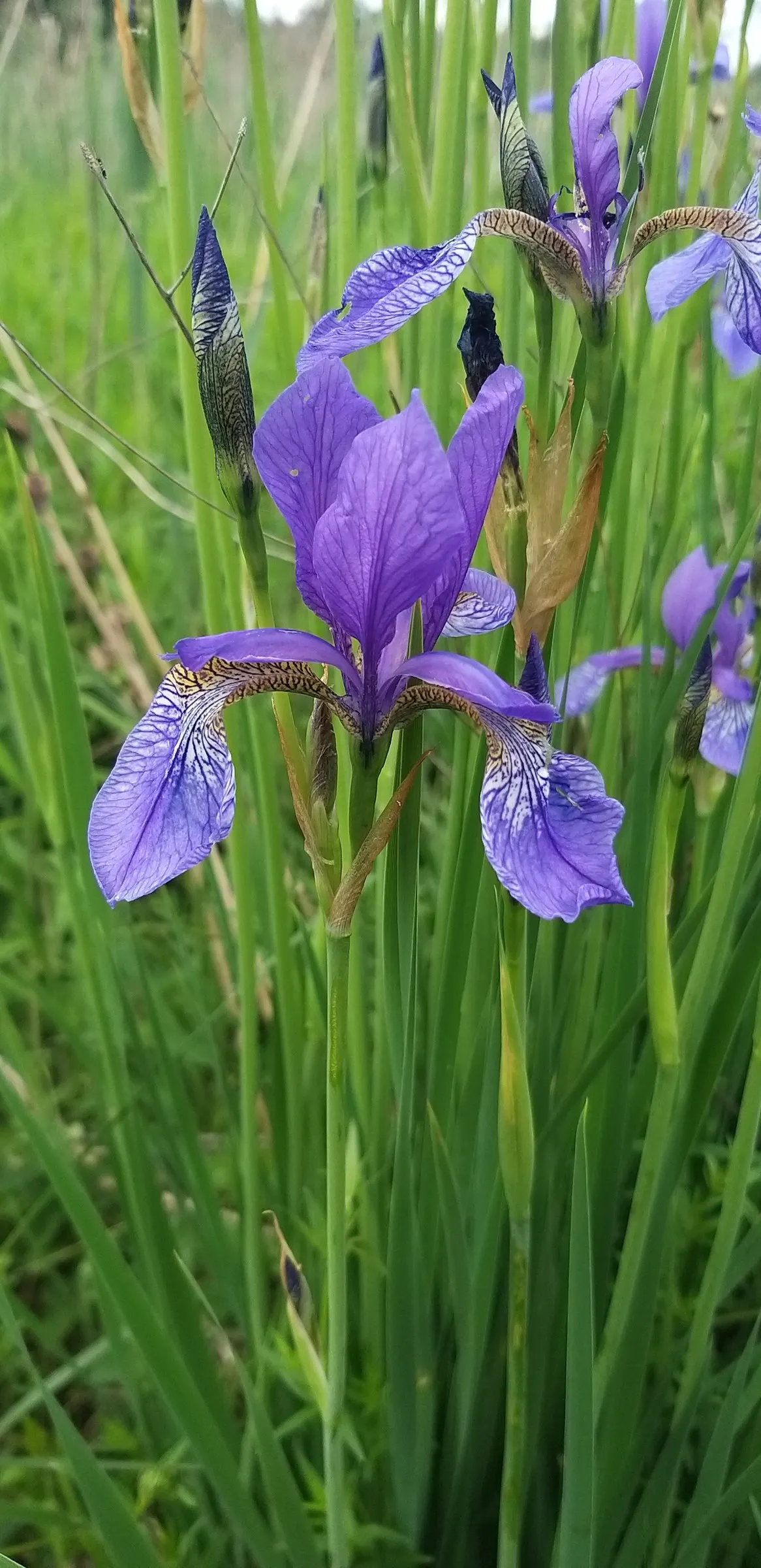 Siberian Iris (Iris Sibirica) — consider mass plantings for a dramatic effect or singularly for subtle elegance; perennial for full or half, image 69