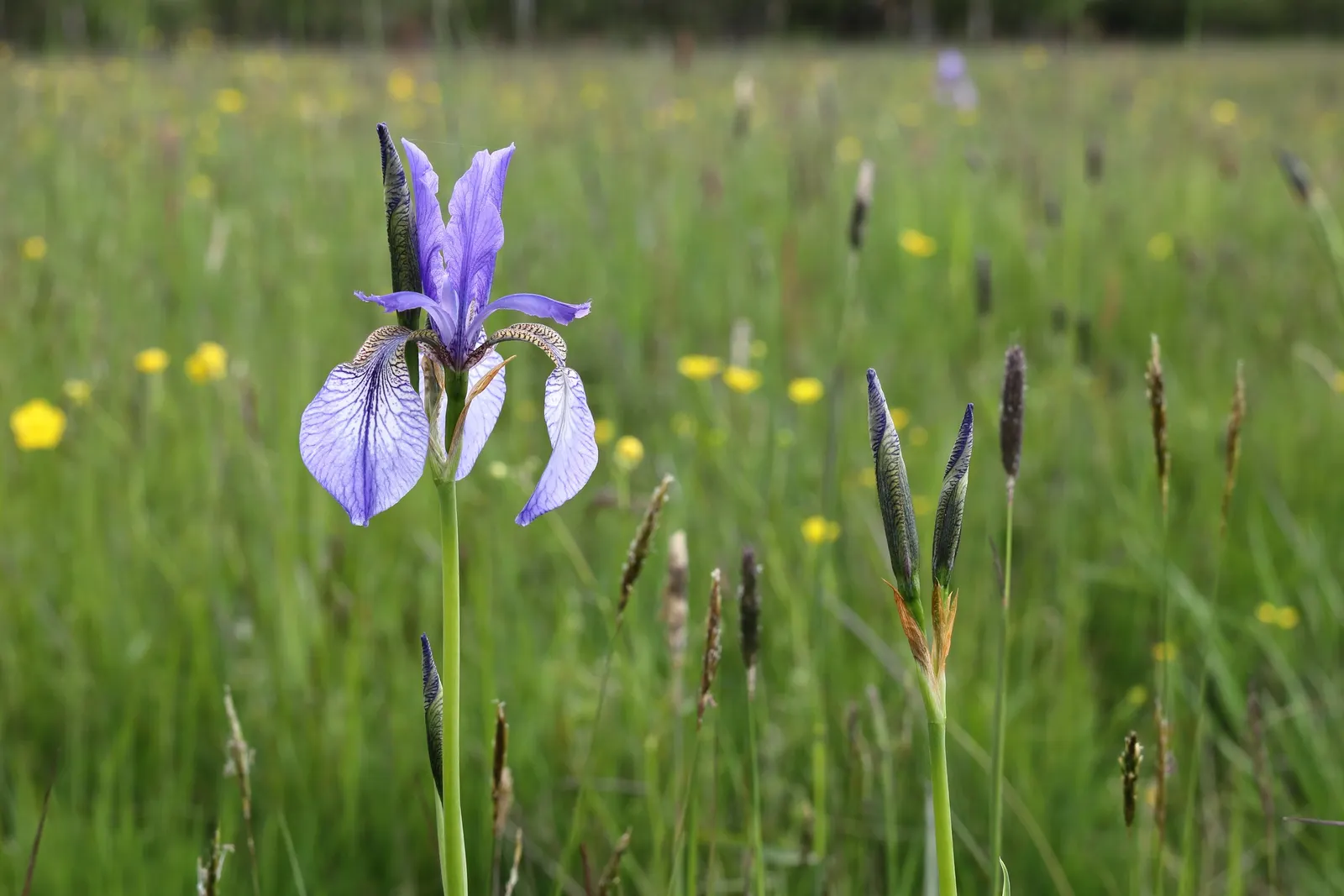 Siberian Iris (Iris Sibirica) — Thrives in full to partial sunlight and prefers moist, well-drained soil; typically reaching heights between 2 to 4, image 53