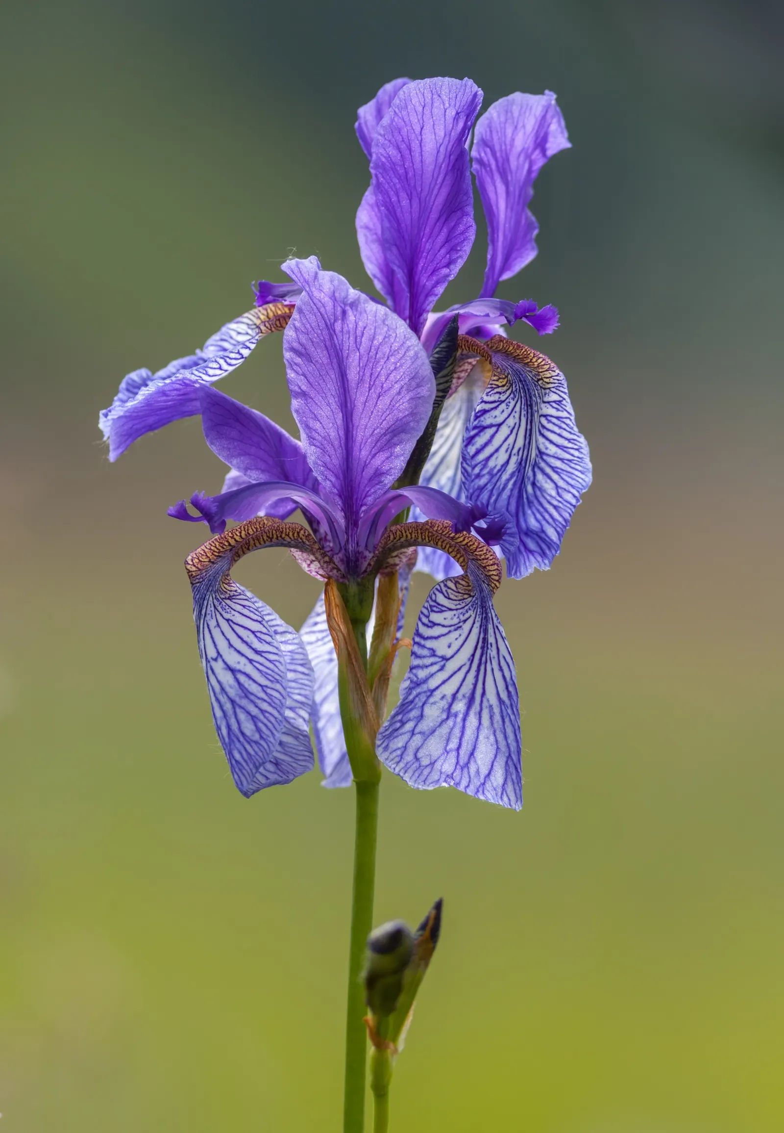 Siberian Iris (Iris Sibirica) — consider mass plantings for a dramatic effect or singularly for subtle elegance