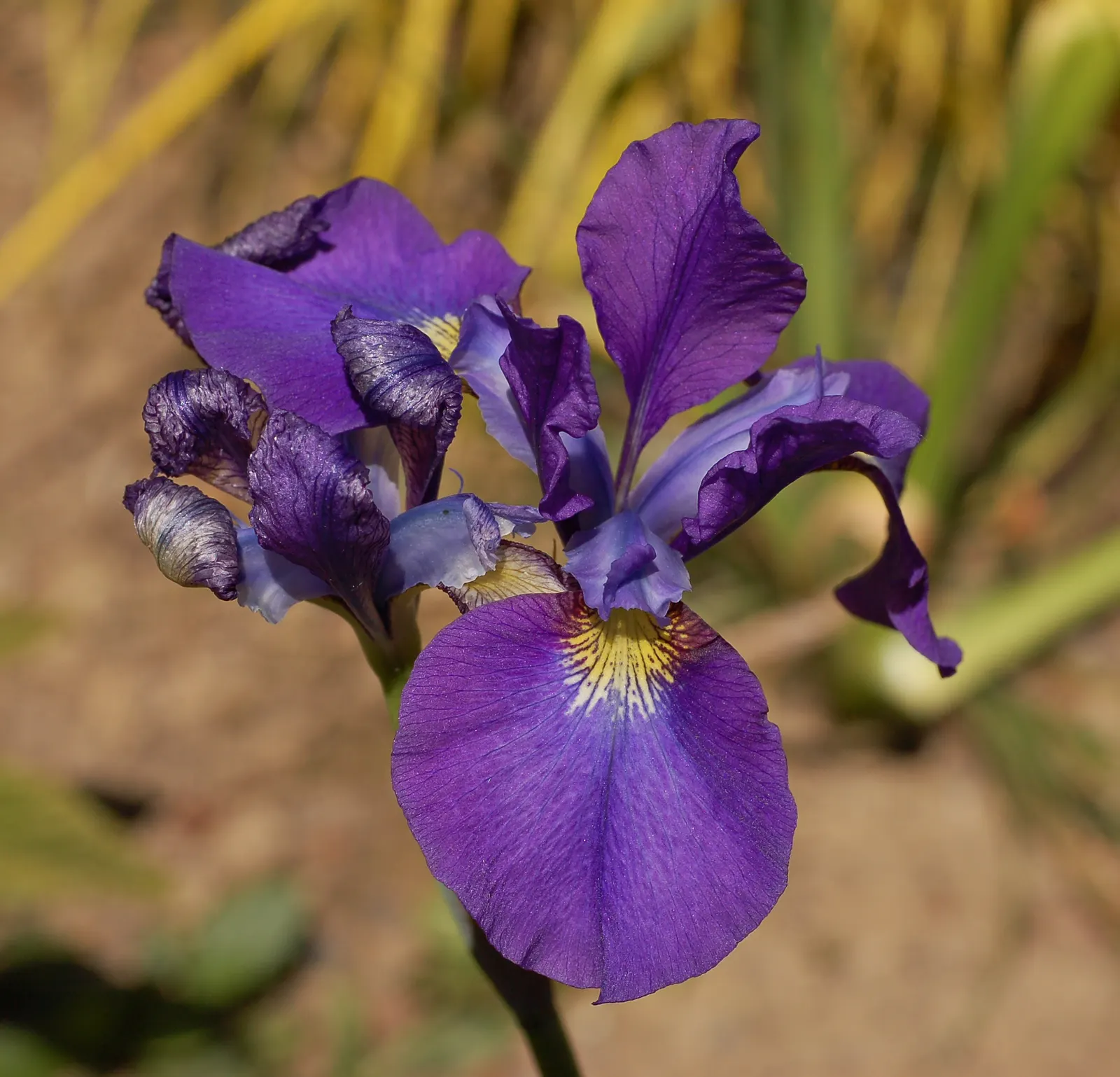 Siberian Iris (Iris Sibirica) — This elegant plant bears vibrant blue to purple flowers in late spring; it is also deer-resistant and draws in, image 123