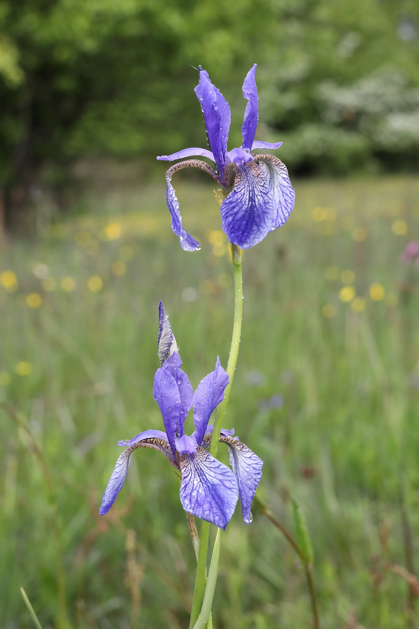Siberian Iris (Iris Sibirica) — The Siberian Iris (Iris sibirica) is a captivating perennial that graces many gardens with its slender; making it, image 102