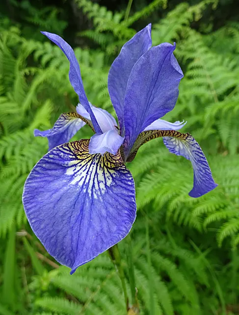 Siberian Iris (Iris Sibirica) — blue and multi-colored and violet flowers in the garden; grass-like leaves and striking, image 94