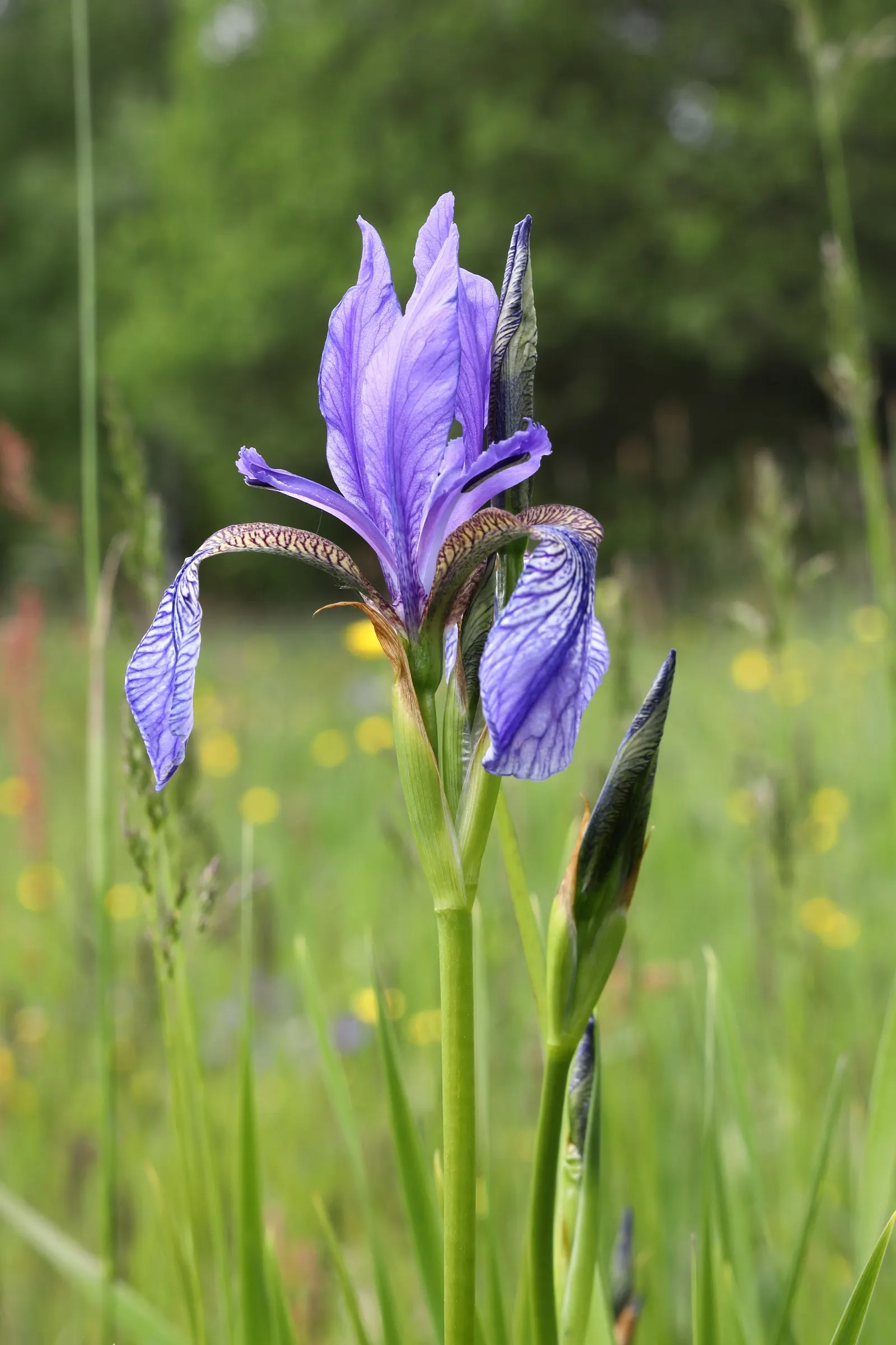 Siberian Iris (Iris Sibirica) — respectively - that are characteristic of irises.<br><br>For optimal growth; this elegant iris adds vertical, image 108