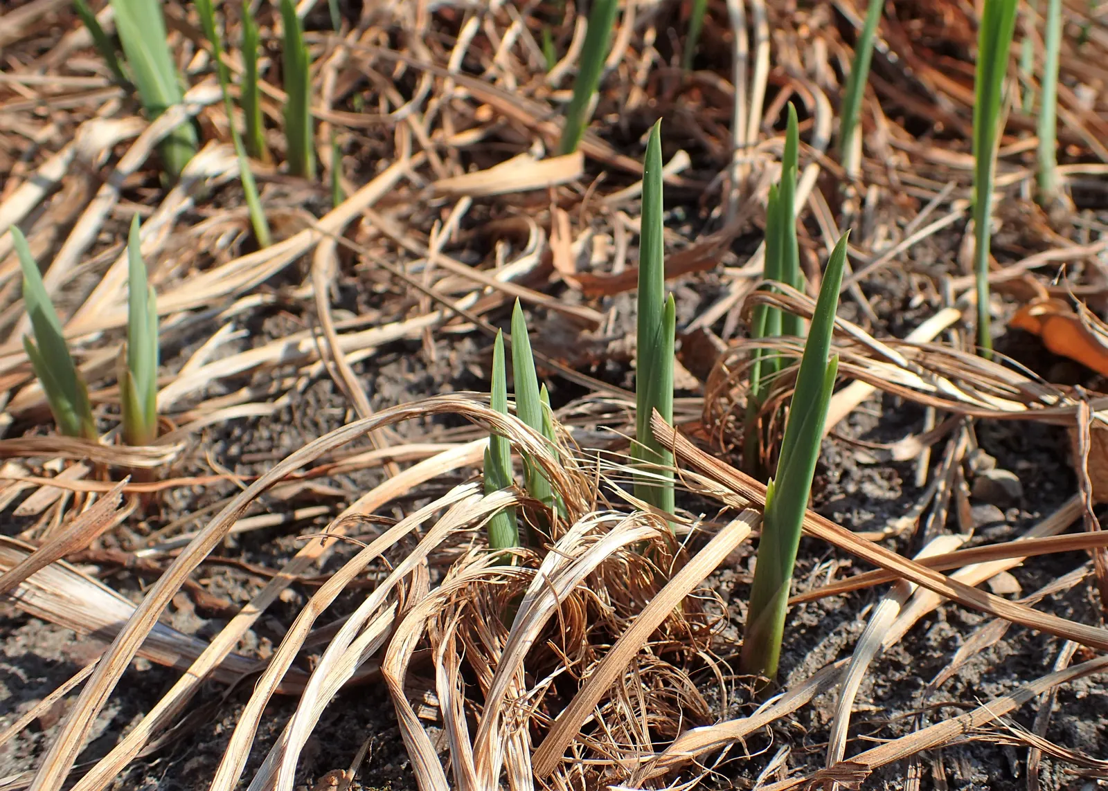 Siberian Iris (Iris Sibirica) — This elegant plant bears vibrant blue to purple flowers in late spring; it is also deer-resistant and draws in, image 75