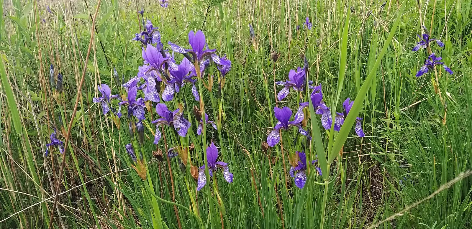 Siberian Iris (Iris Sibirica) — adding both a functional and enchanting element to the garden setting