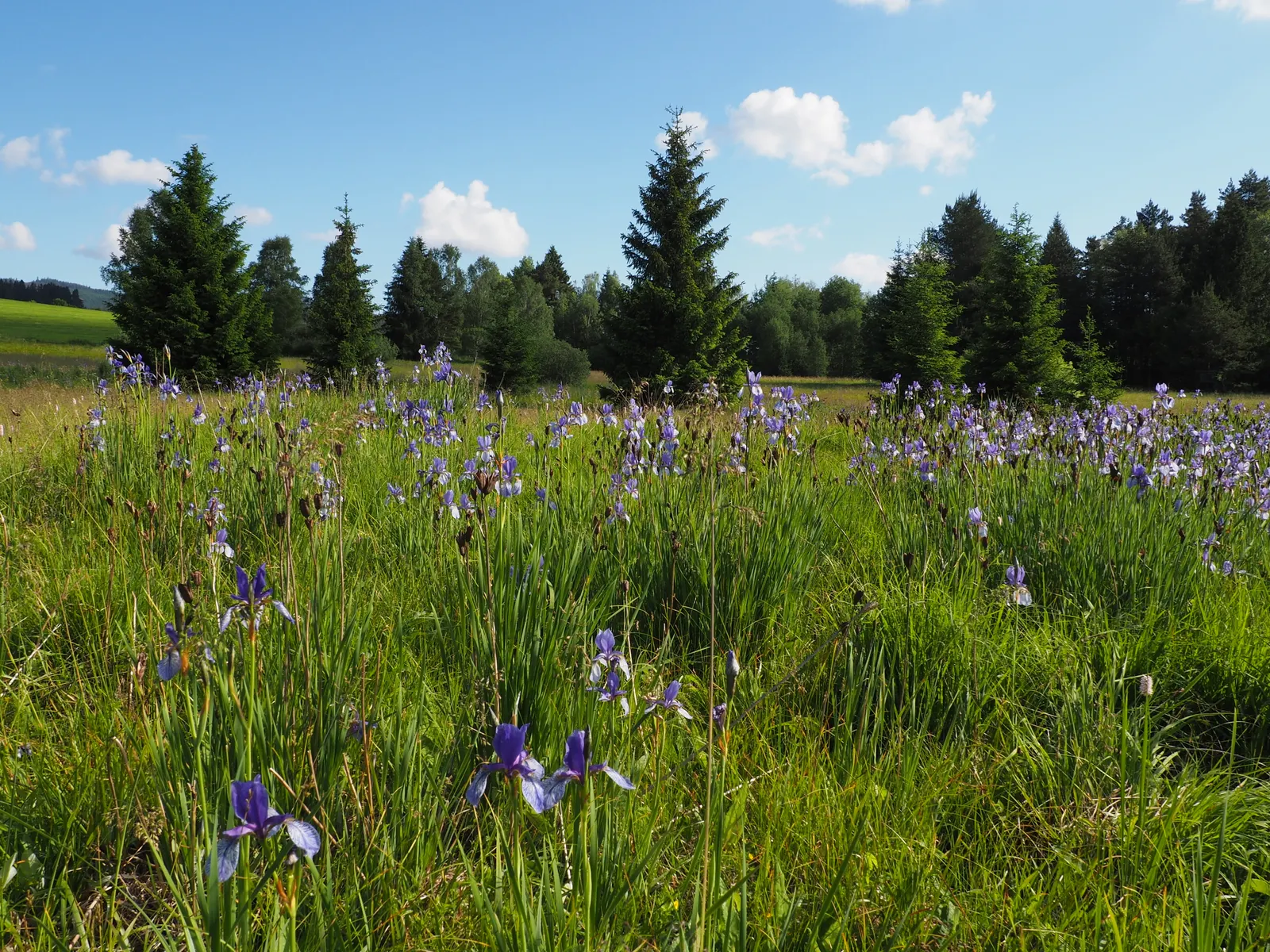 Siberian Iris (Iris Sibirica) — The flowers can display a range of colors from deep purples and blues to softer pinks and whites