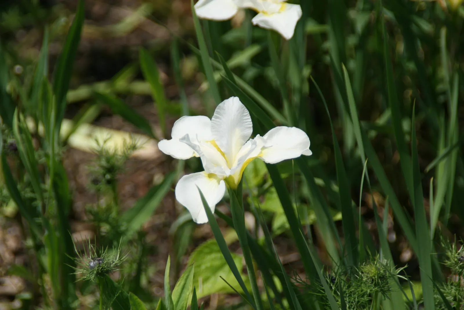 Siberian Iris (Iris Sibirica) — It thrives in well-draining soil but is notably tolerant of wetter conditions; perennial with blue and multi-colored and violet