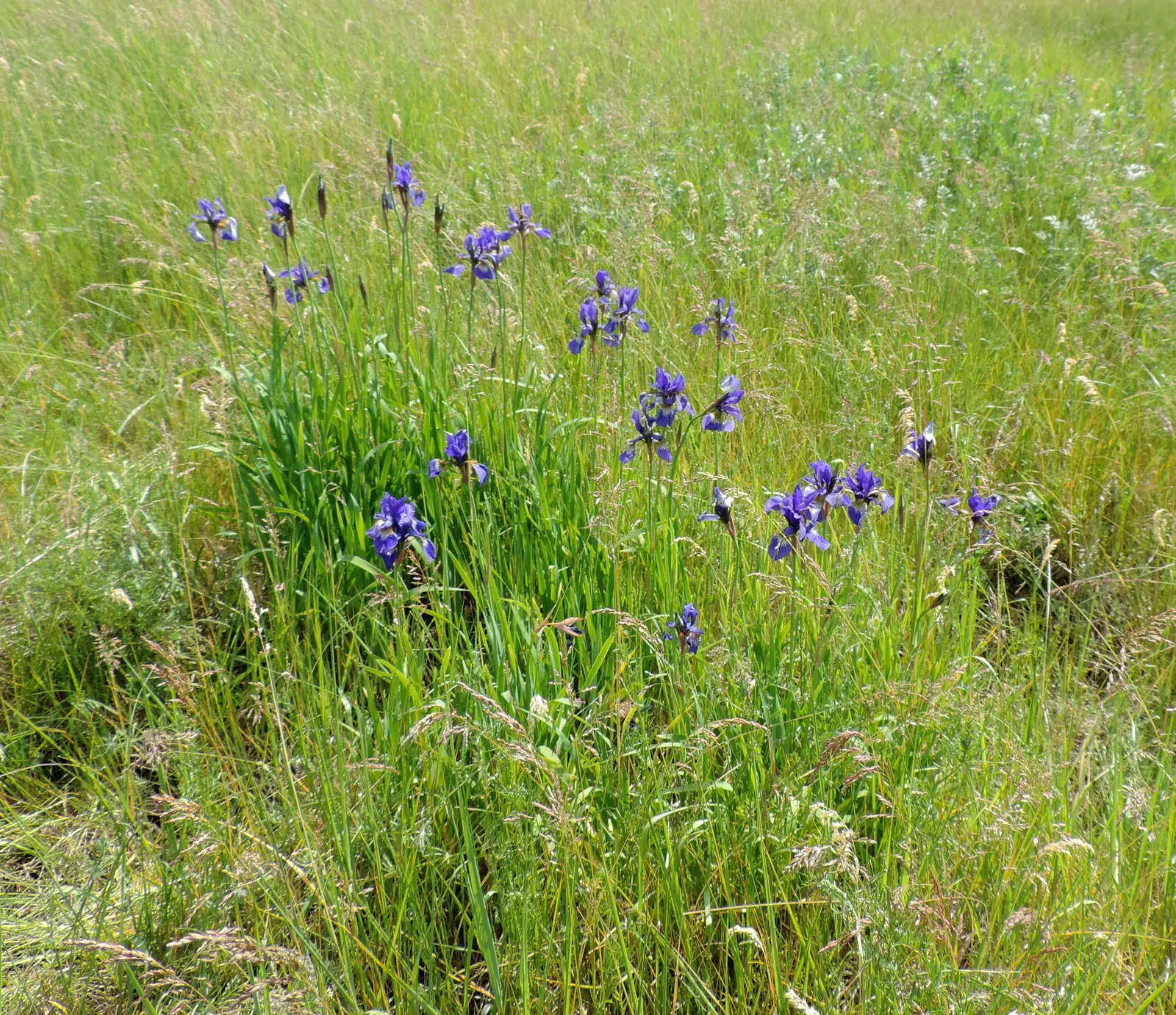 Siberian Iris (Iris Sibirica) — grass-like foliage reaching 2-3 feet in height with a spread of 1-2 feet; the flowers can display a range of colors, image 98